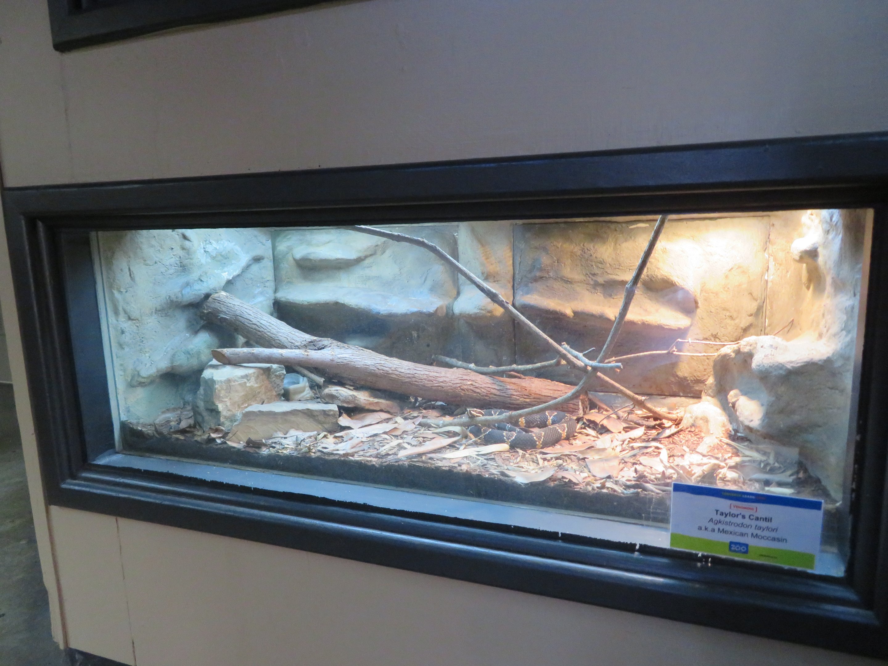 Taylor's Cantil Tank