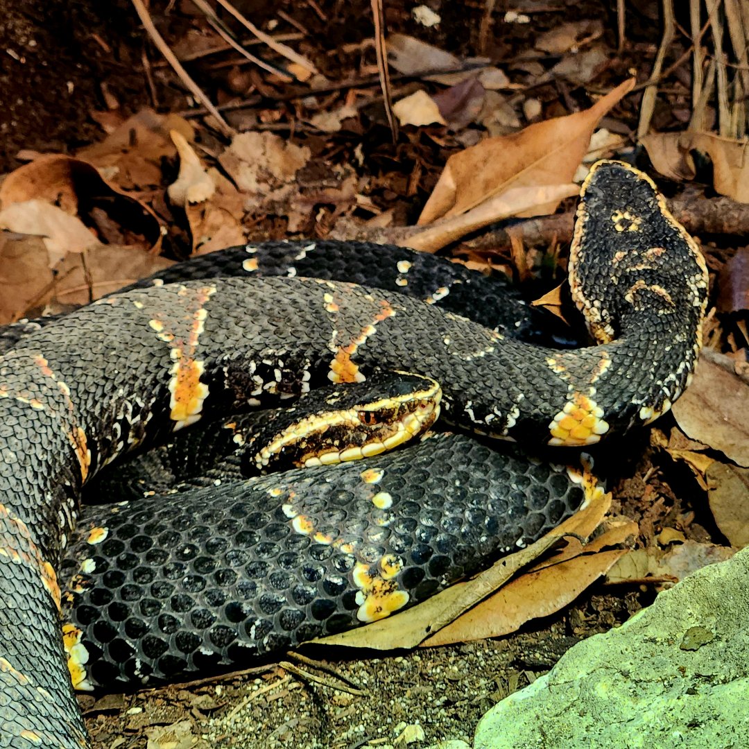 Taylor's Cantils (Agkistrodon taylori)