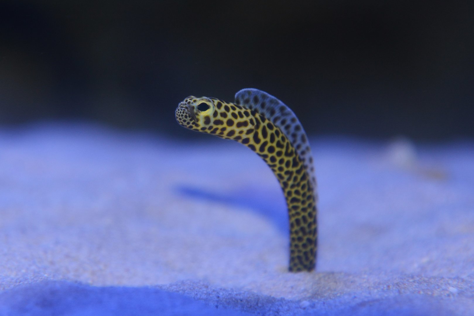 Taylor's garden eel (Heteroconger taylori)