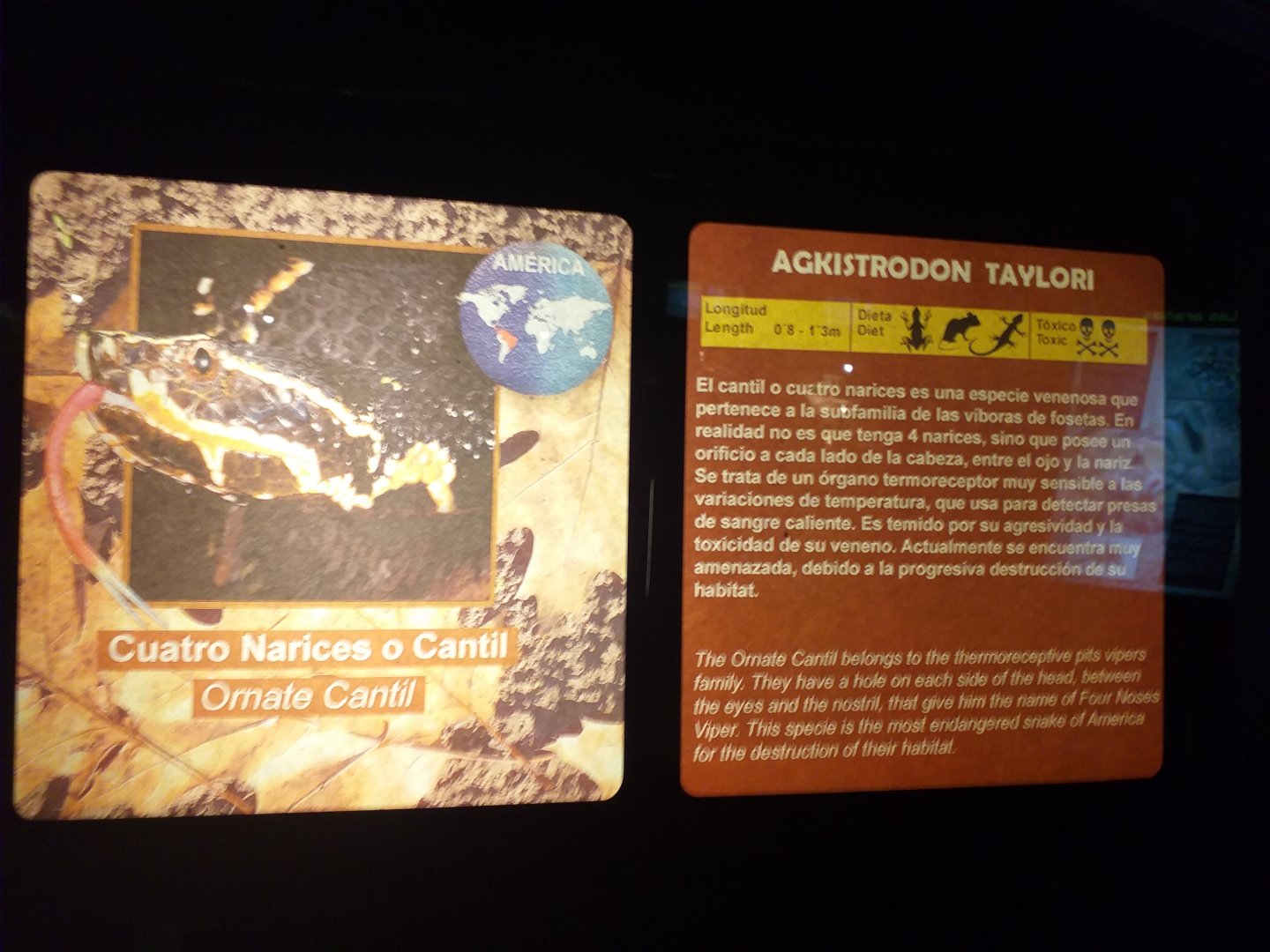 Taylor's moccasin sign -TerraNatura Benidorm (2021)