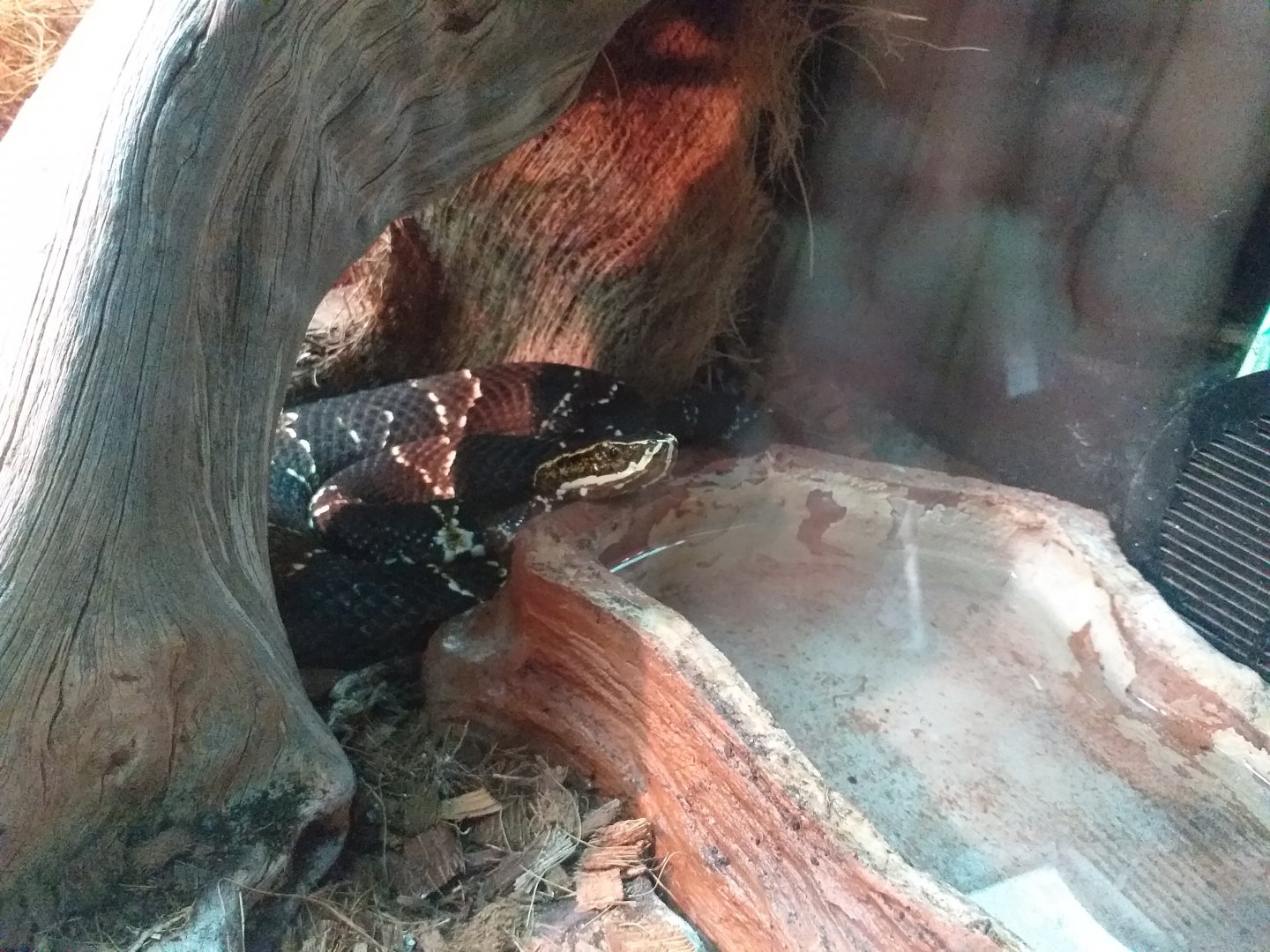 Taylor's moccasin -TerraNatura Benidorm (2021)