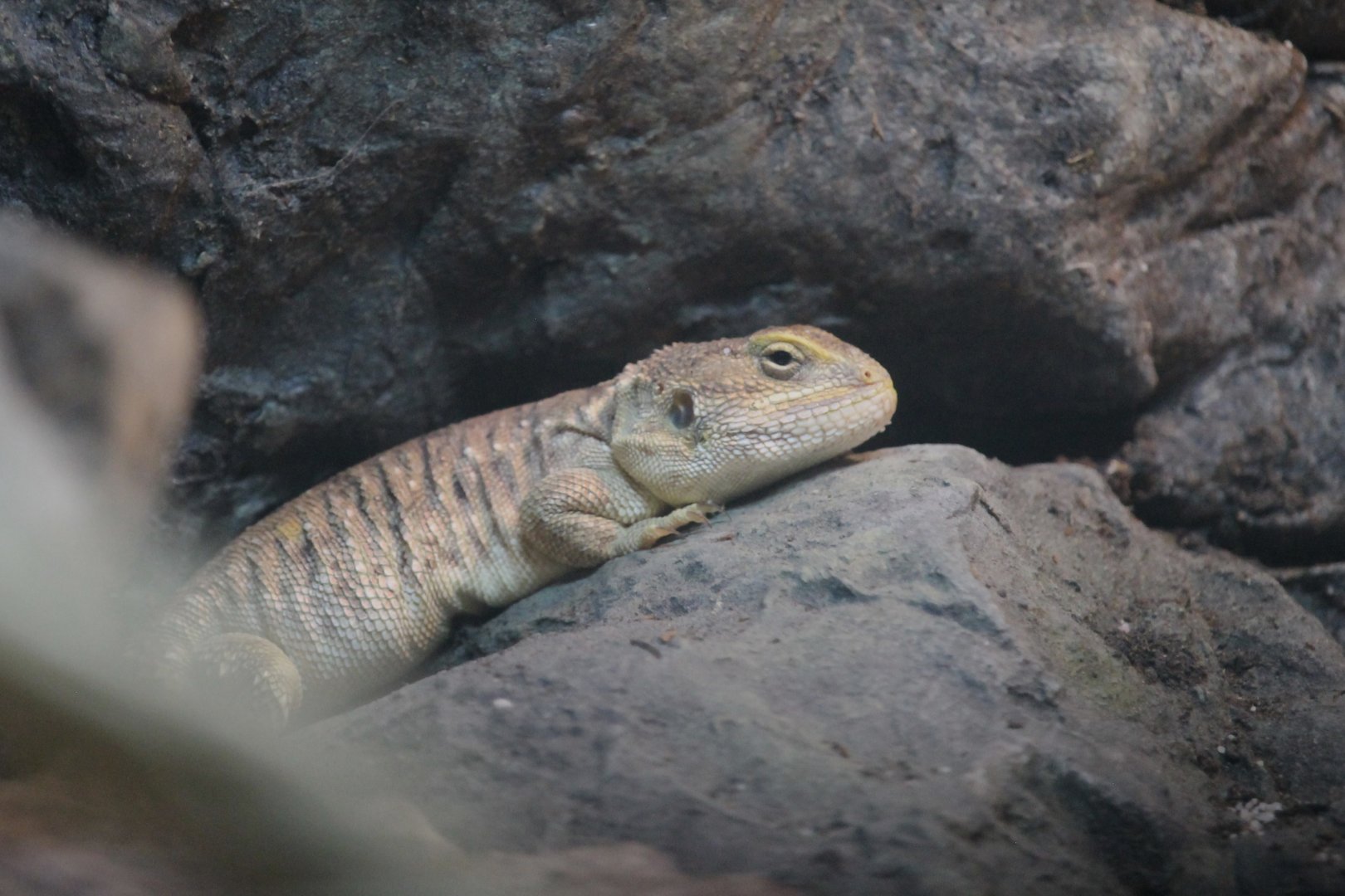 Taylor’s Sheild-tailed Agama (Xenagama taylori)