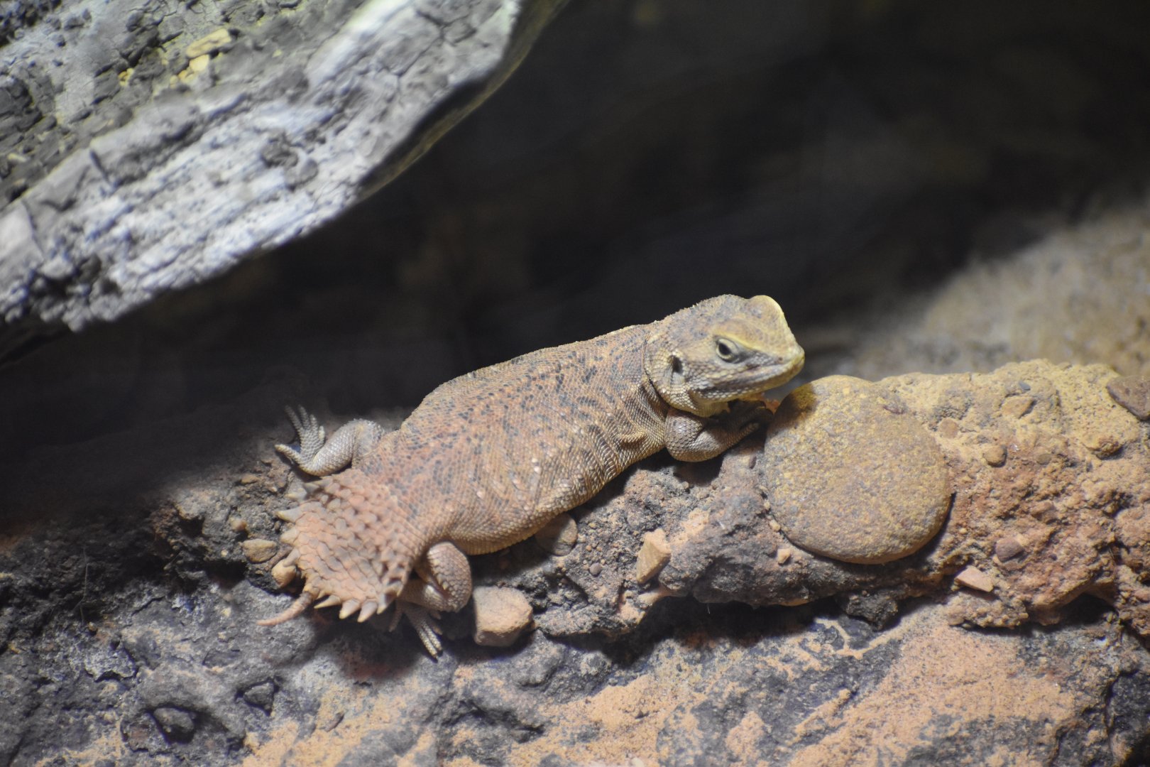 Taylor's Shield-tailed Agama