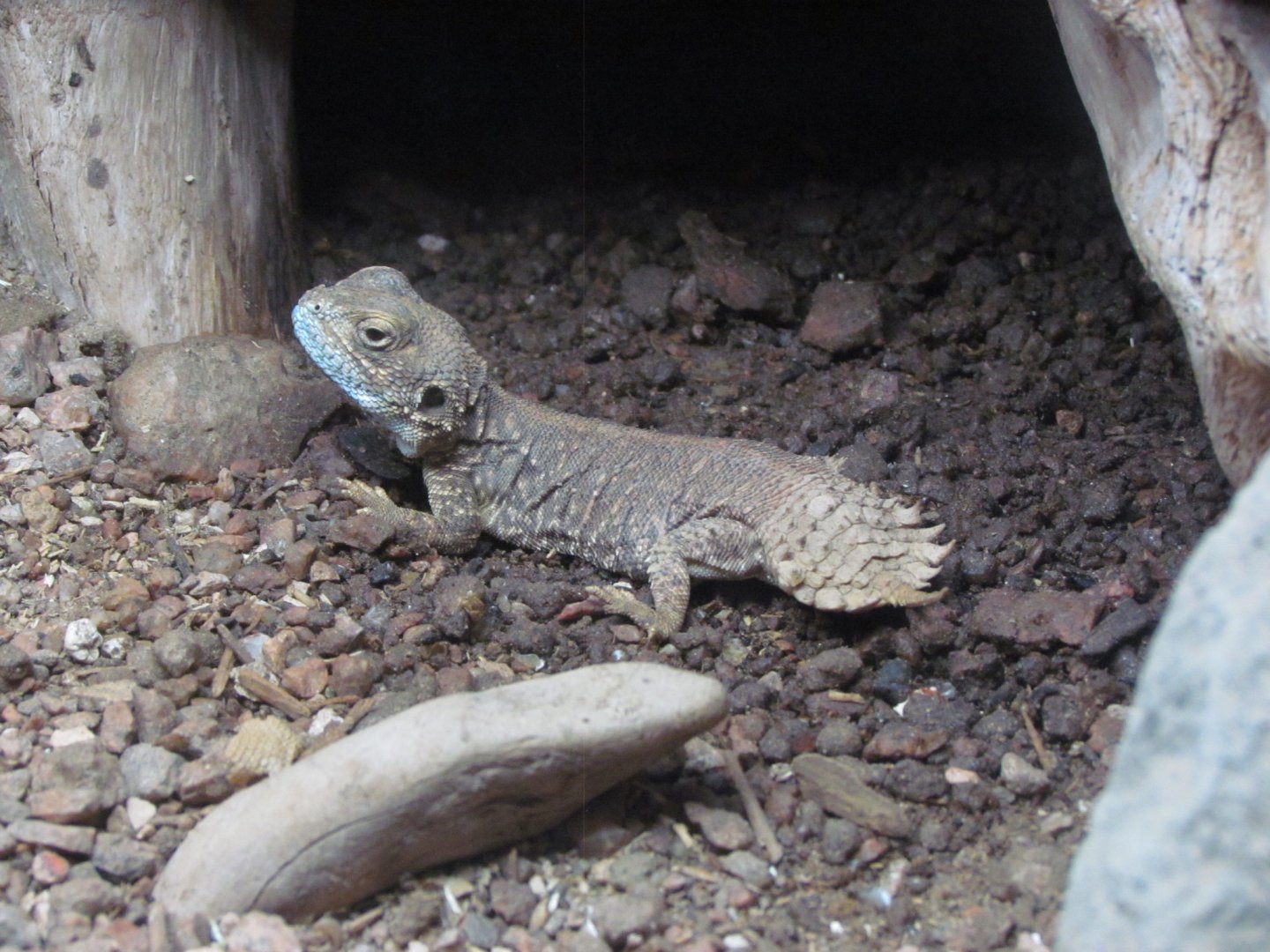 Taylor’s Shield-tailed Agama