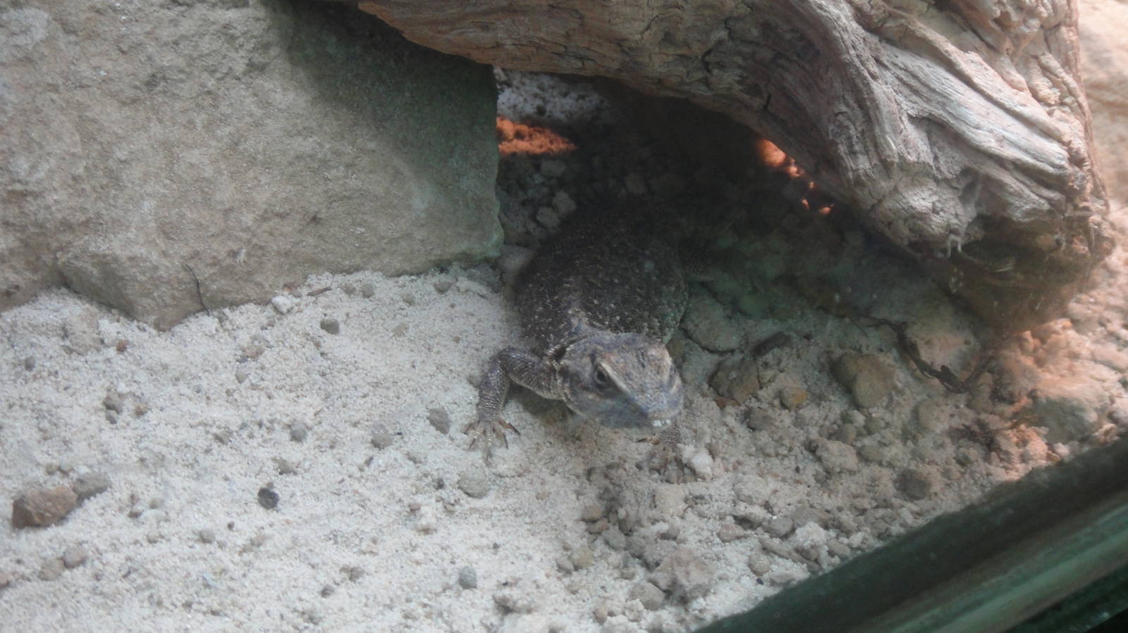Taylor's Shield-tailed Lizard at Dallas zoo 2015-03-12