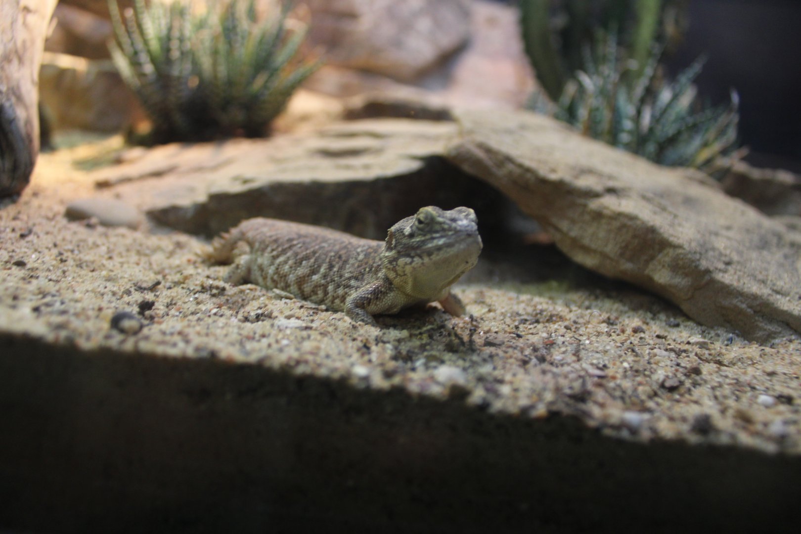 Taylor's Strange Agama