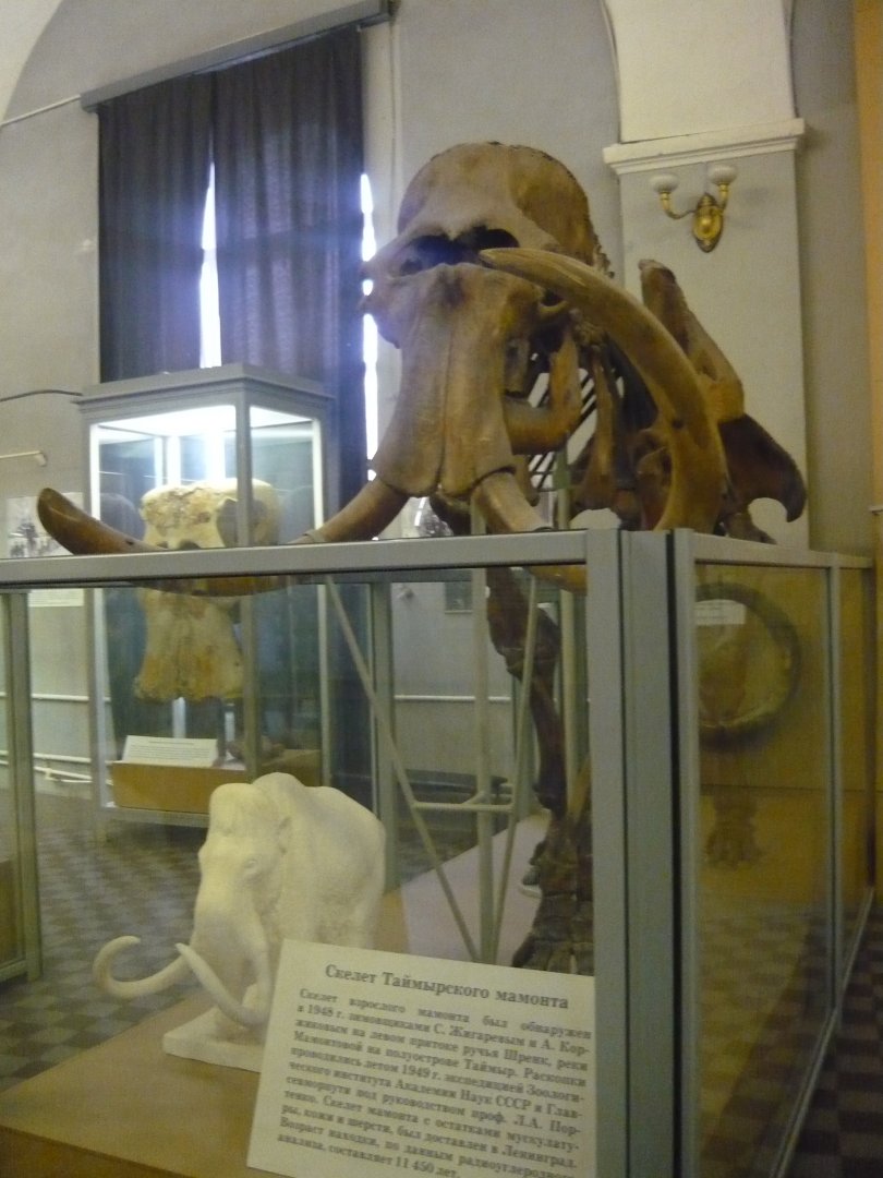 Taymyr mammoth skeleton