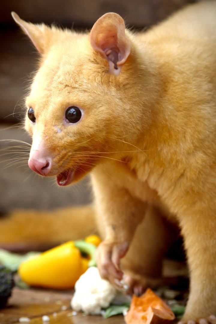 Tayo - Golden Possum