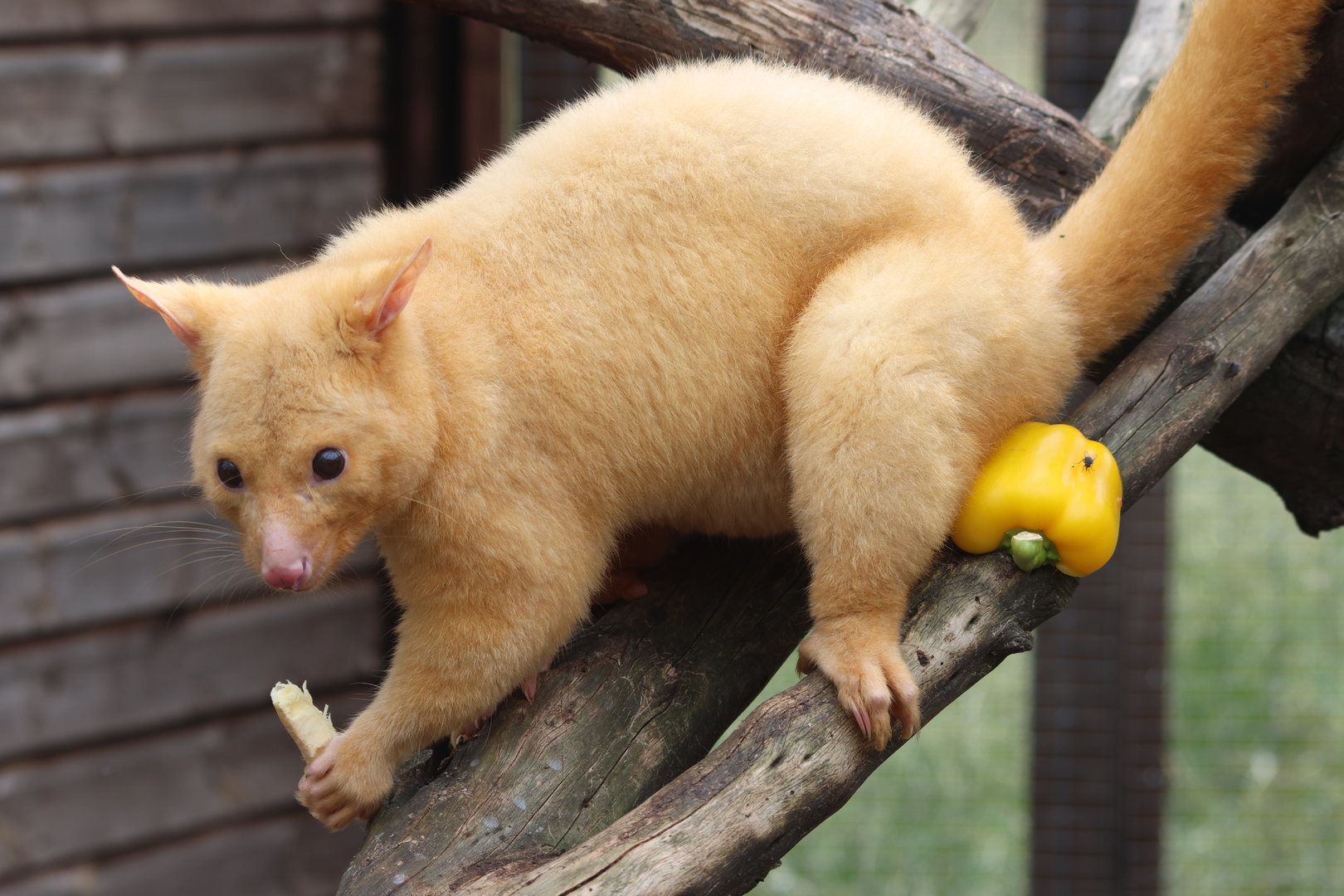 Tayo - Golden Possum