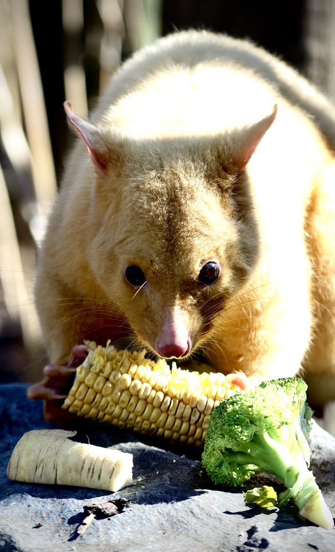 Tayo - Golden Possum