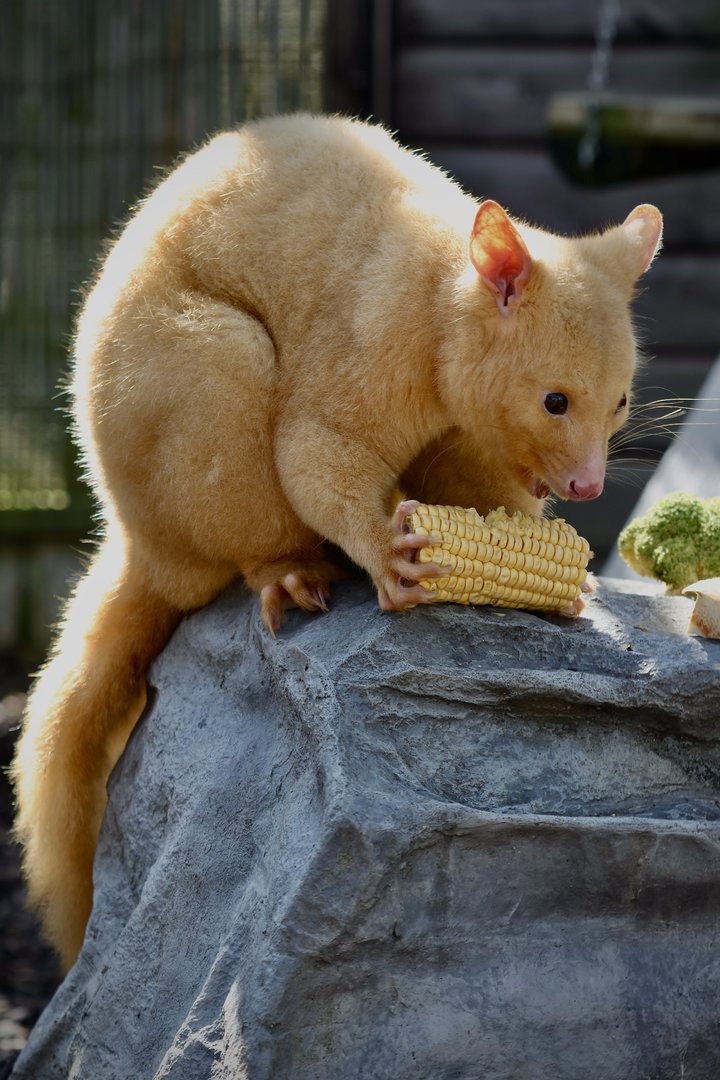 Tayo - Golden Possum