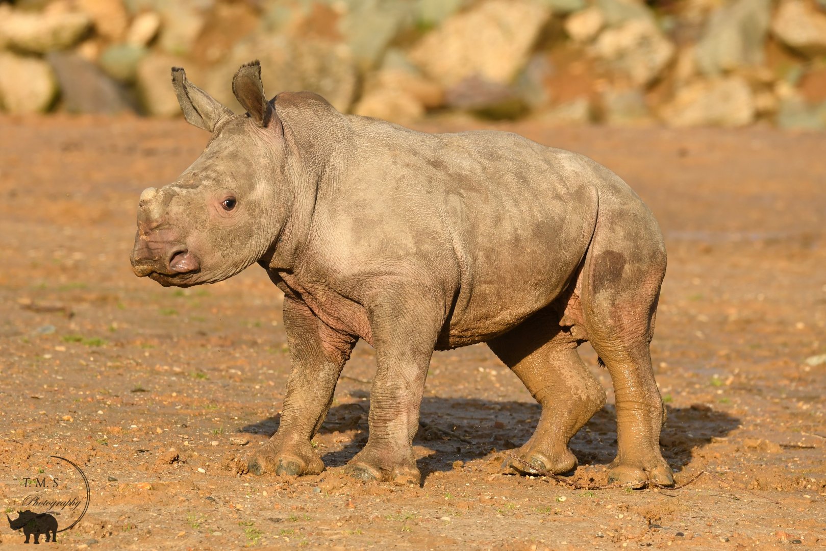 Tayo out in the paddock