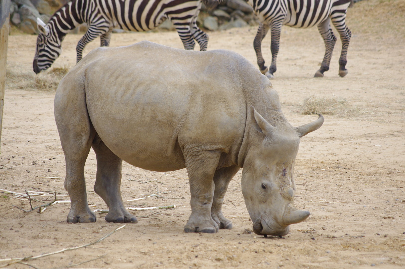 Tayo- young Southern White Rhino male- 2/6/2023