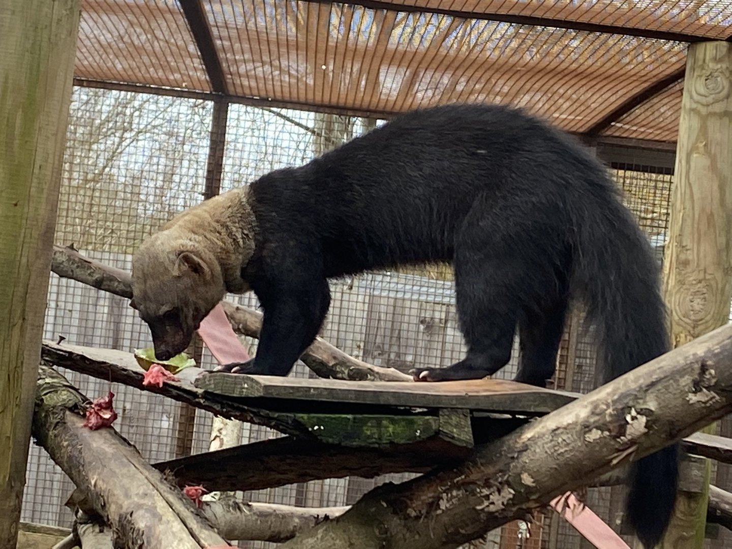 Tayra 070320