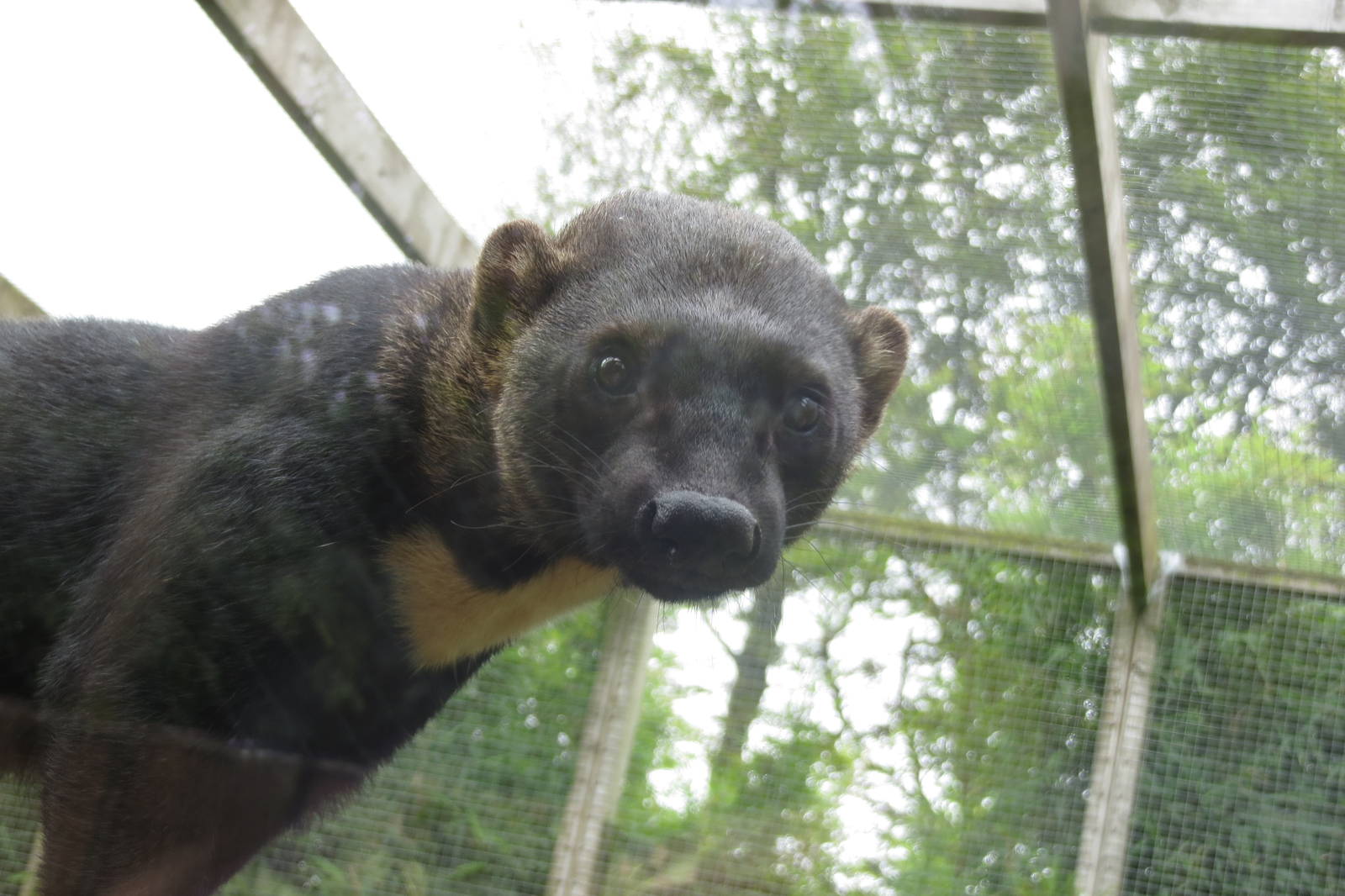 Tayra 090815