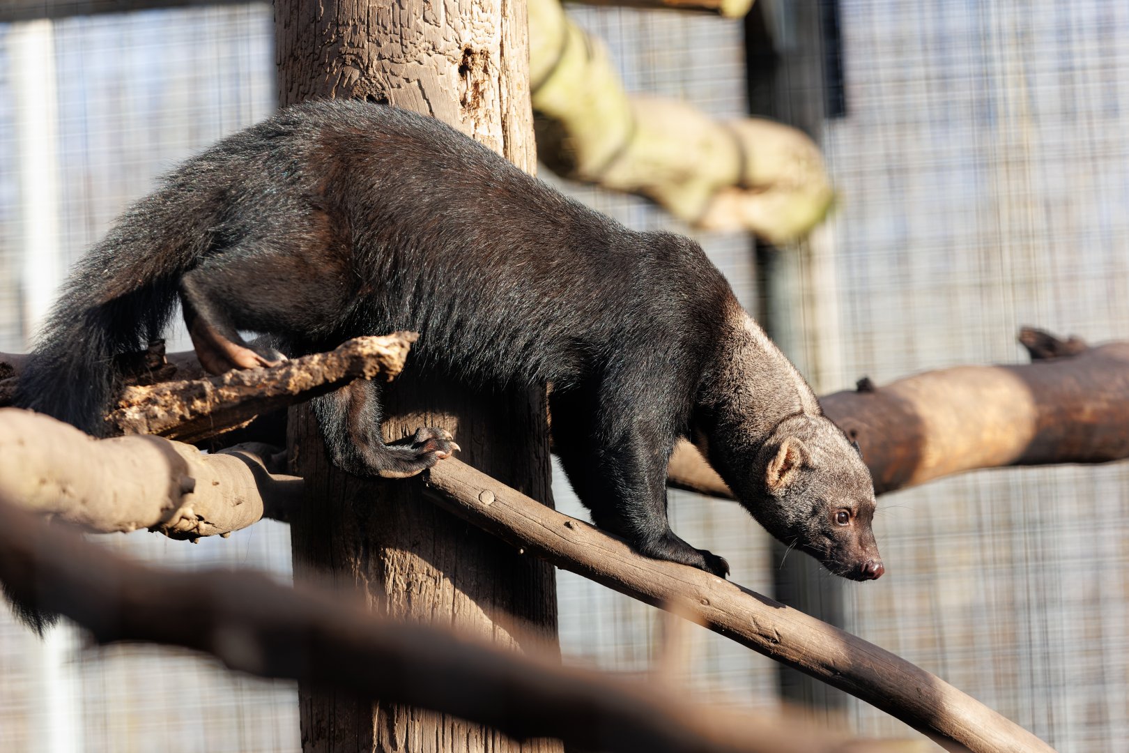 Tayra / 10-2-2022 / Hamerton