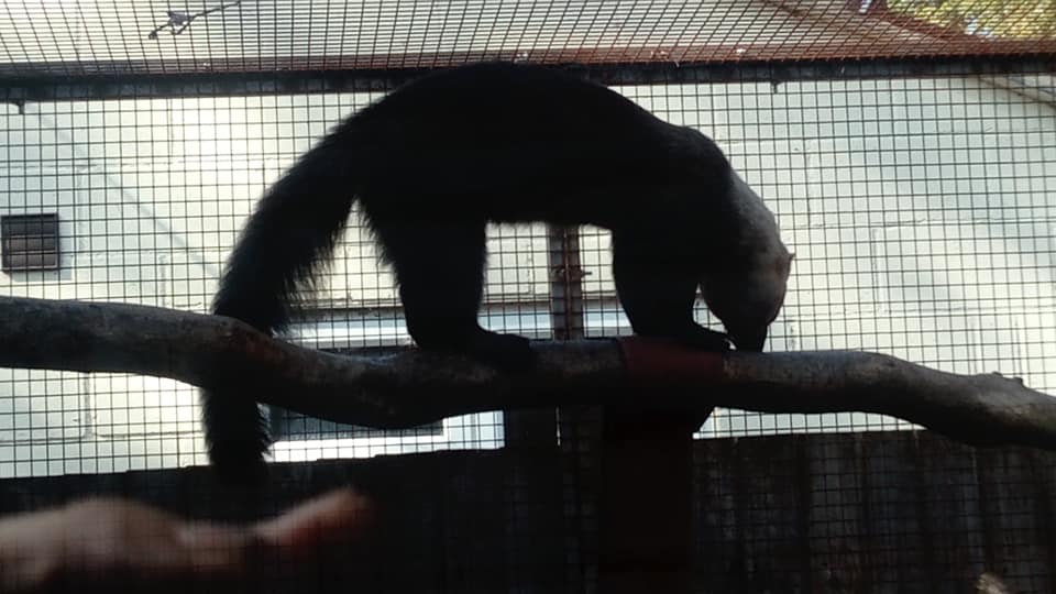 Tayra 19th September 2019