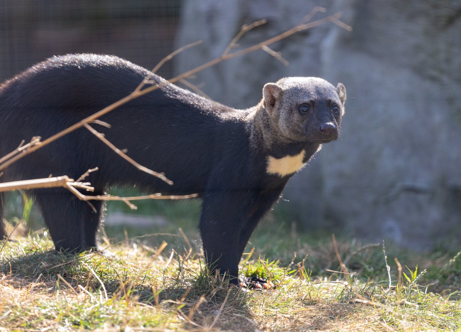 Tayra adult / Hamerton / 23-9-21