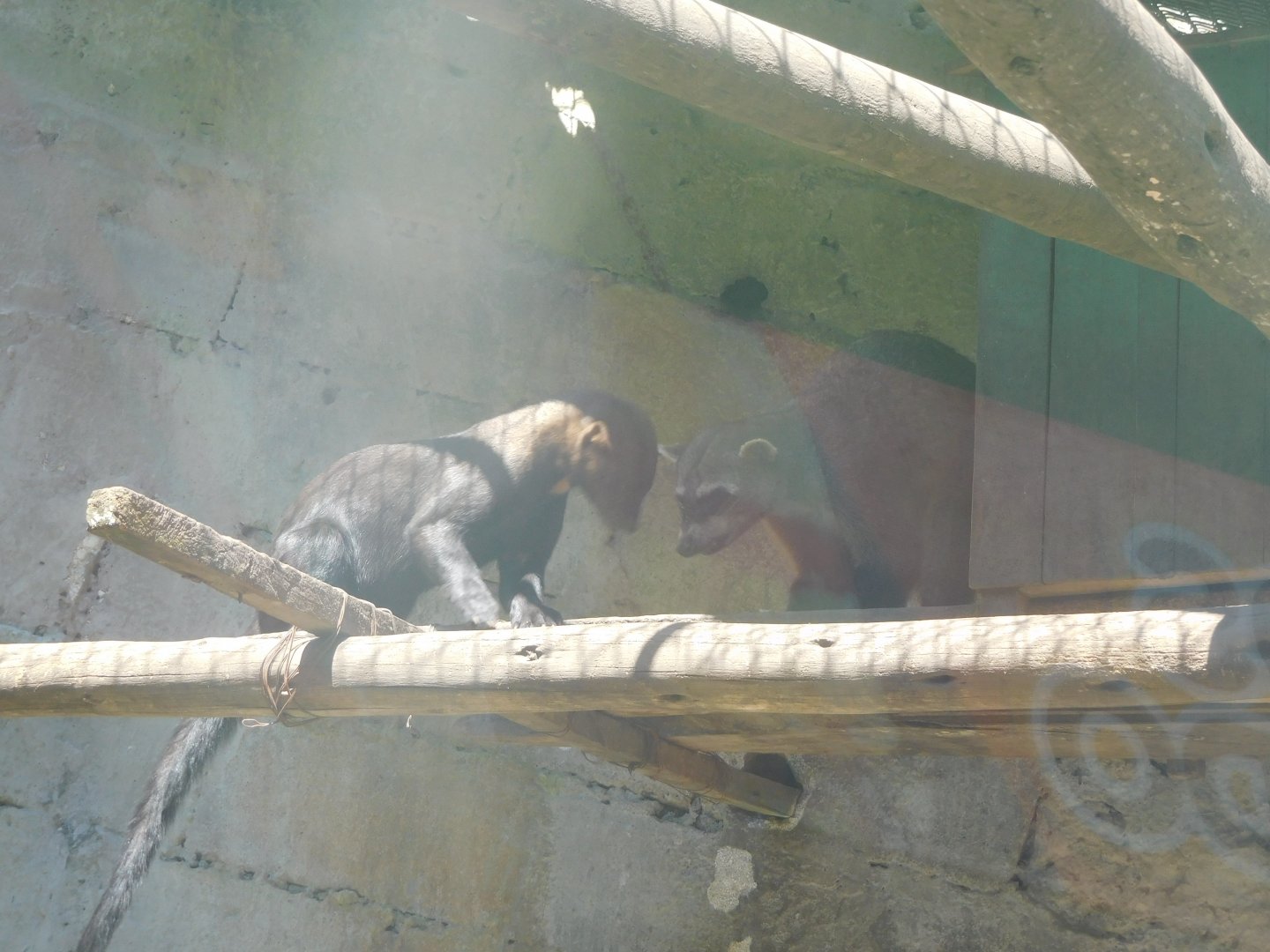 Tayra and Crab-eating Raccoon