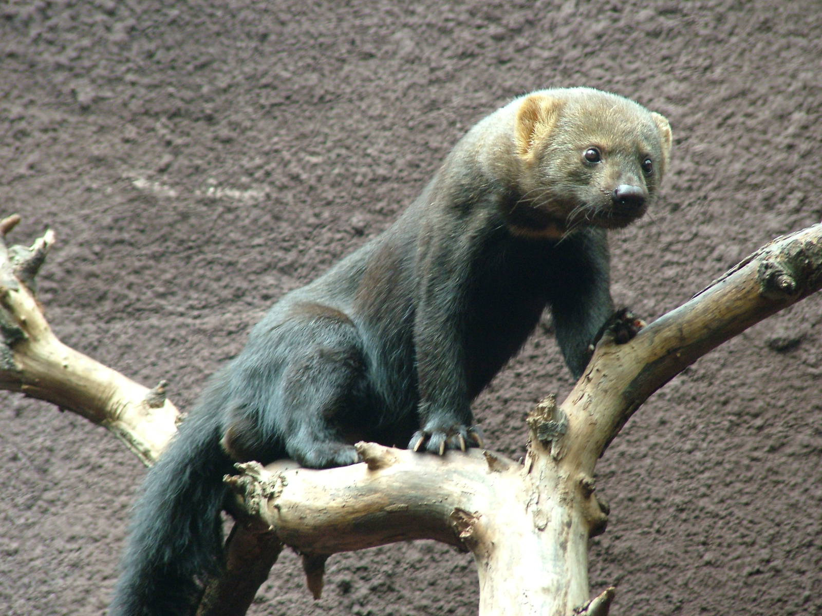 Tayra at Berlin Zoo, 31/08/11