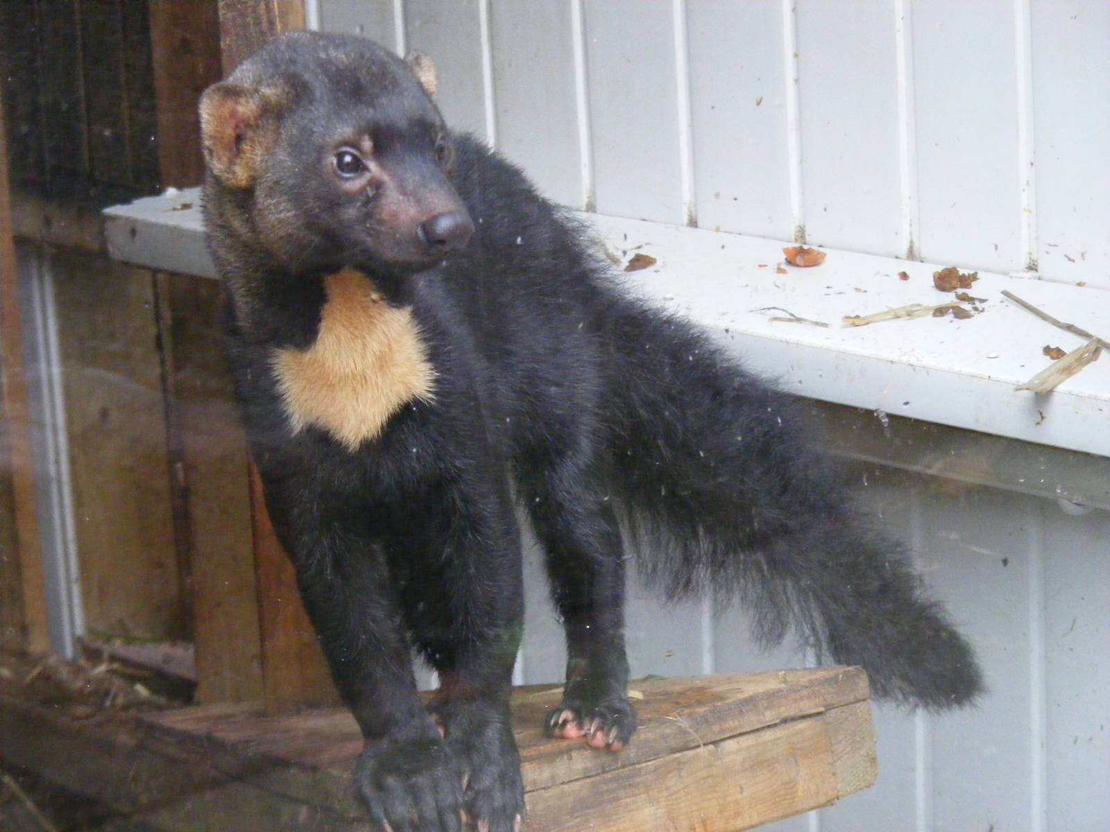 Tayra at Exmoor Zoo, 29 December 2010
