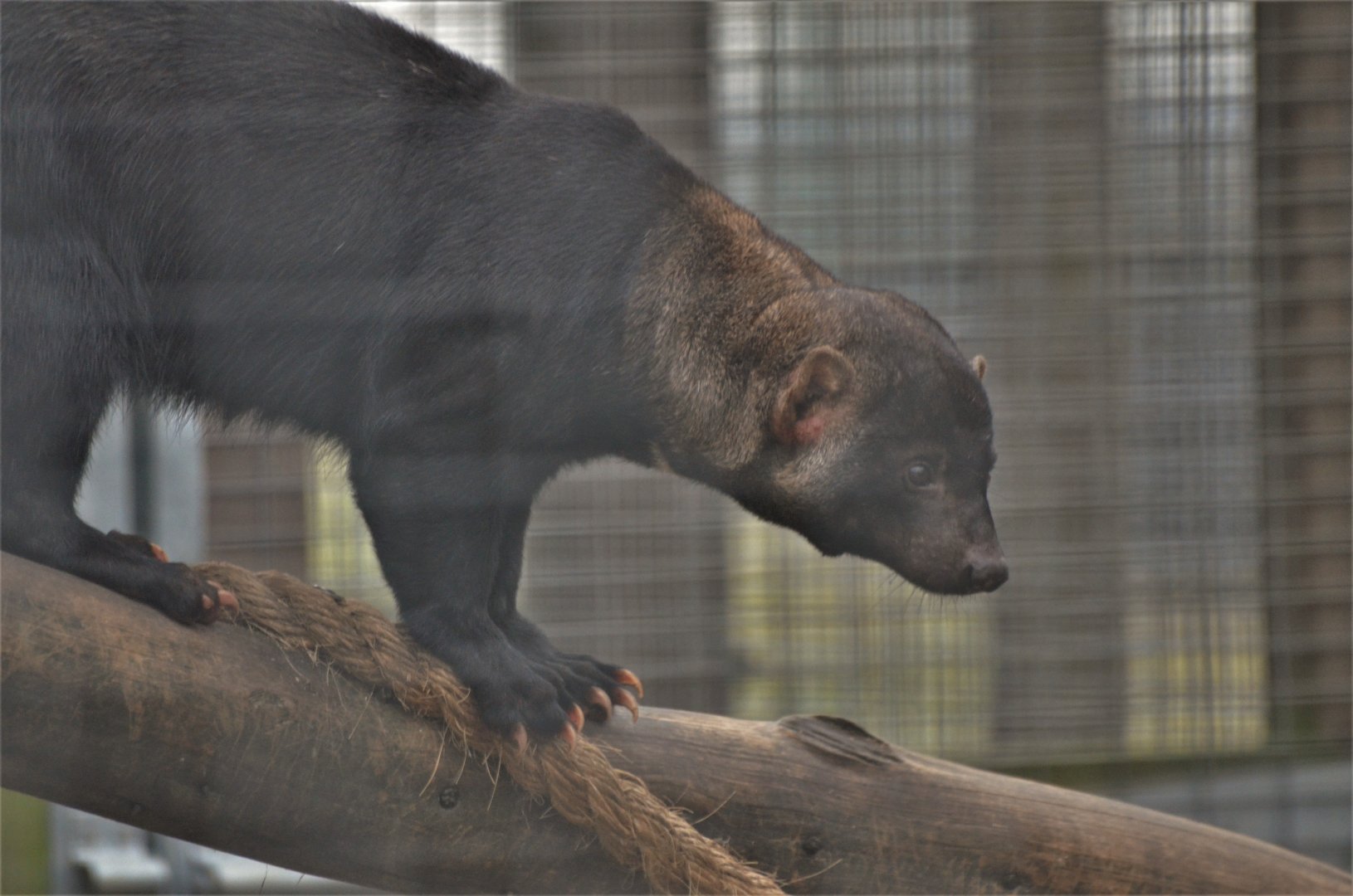 Tayra at Hamerton, 19/11/16