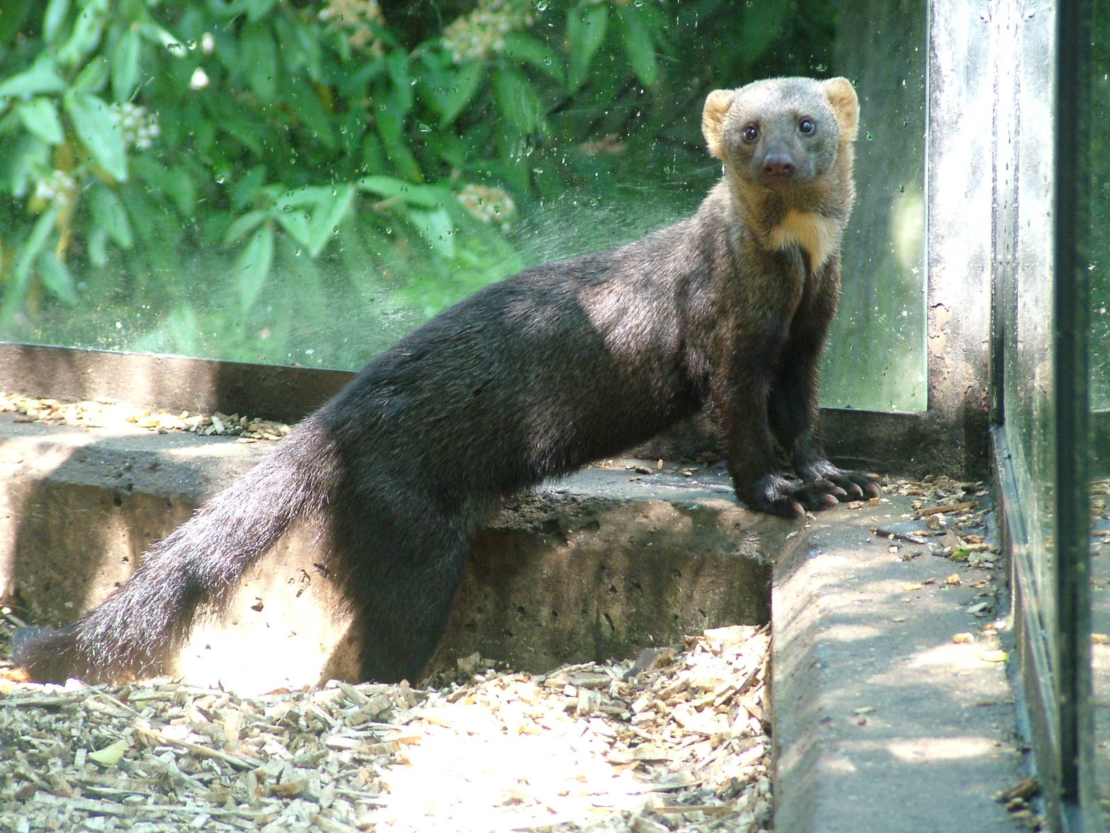 Tayra at Prague, 24/05/10