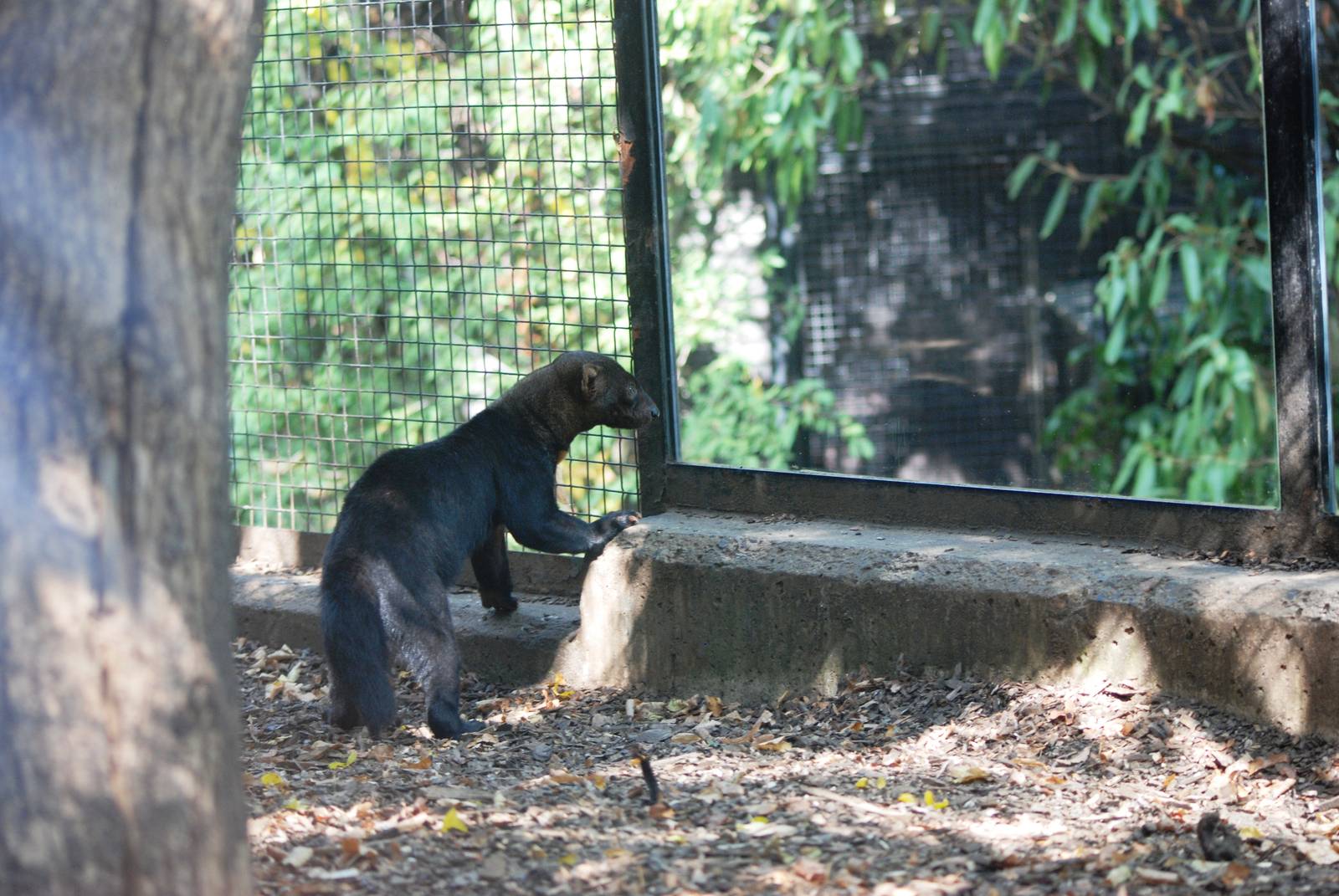 Tayra at Prague, 25/08/12