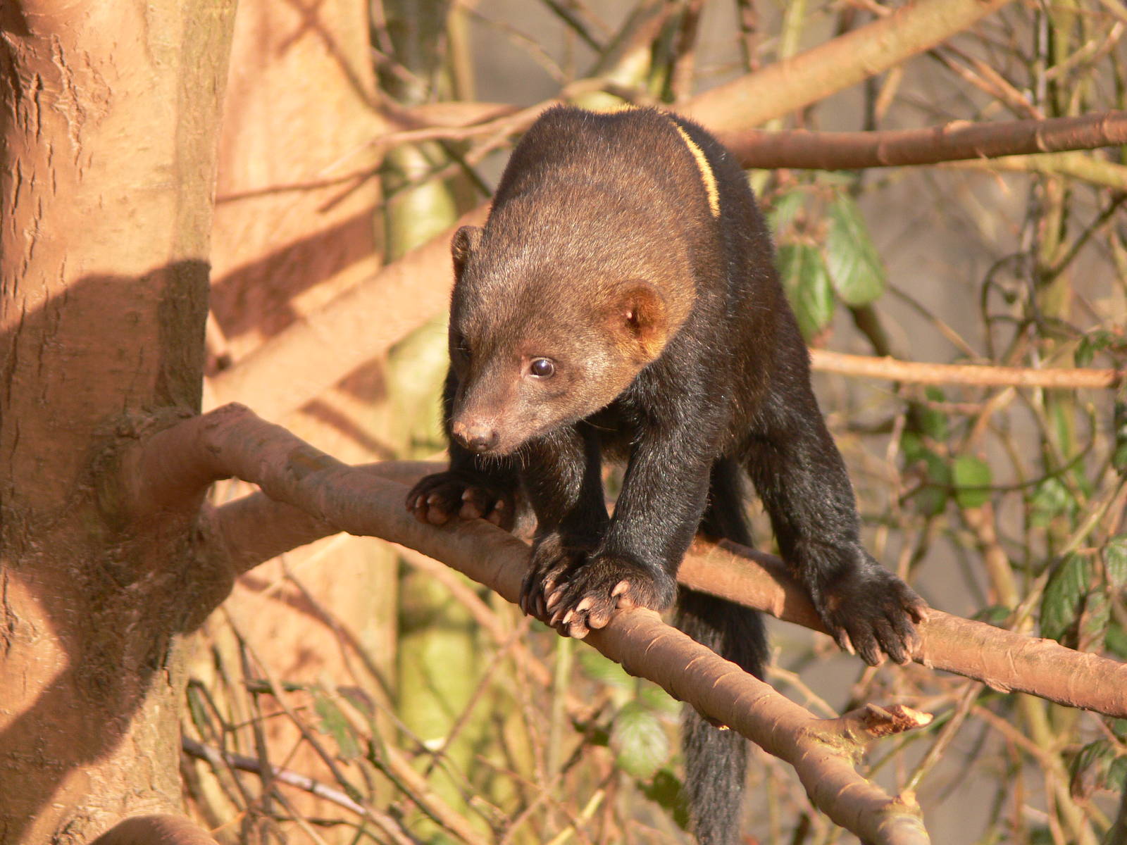 Tayra at South Lakes, 16/02/14