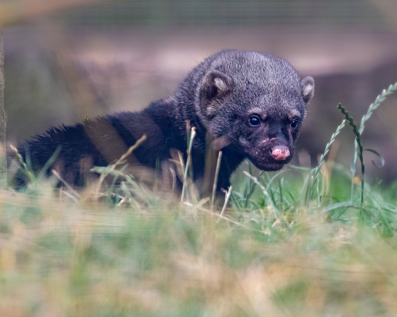 Tayra baby / Hamerton / 5-8-21
