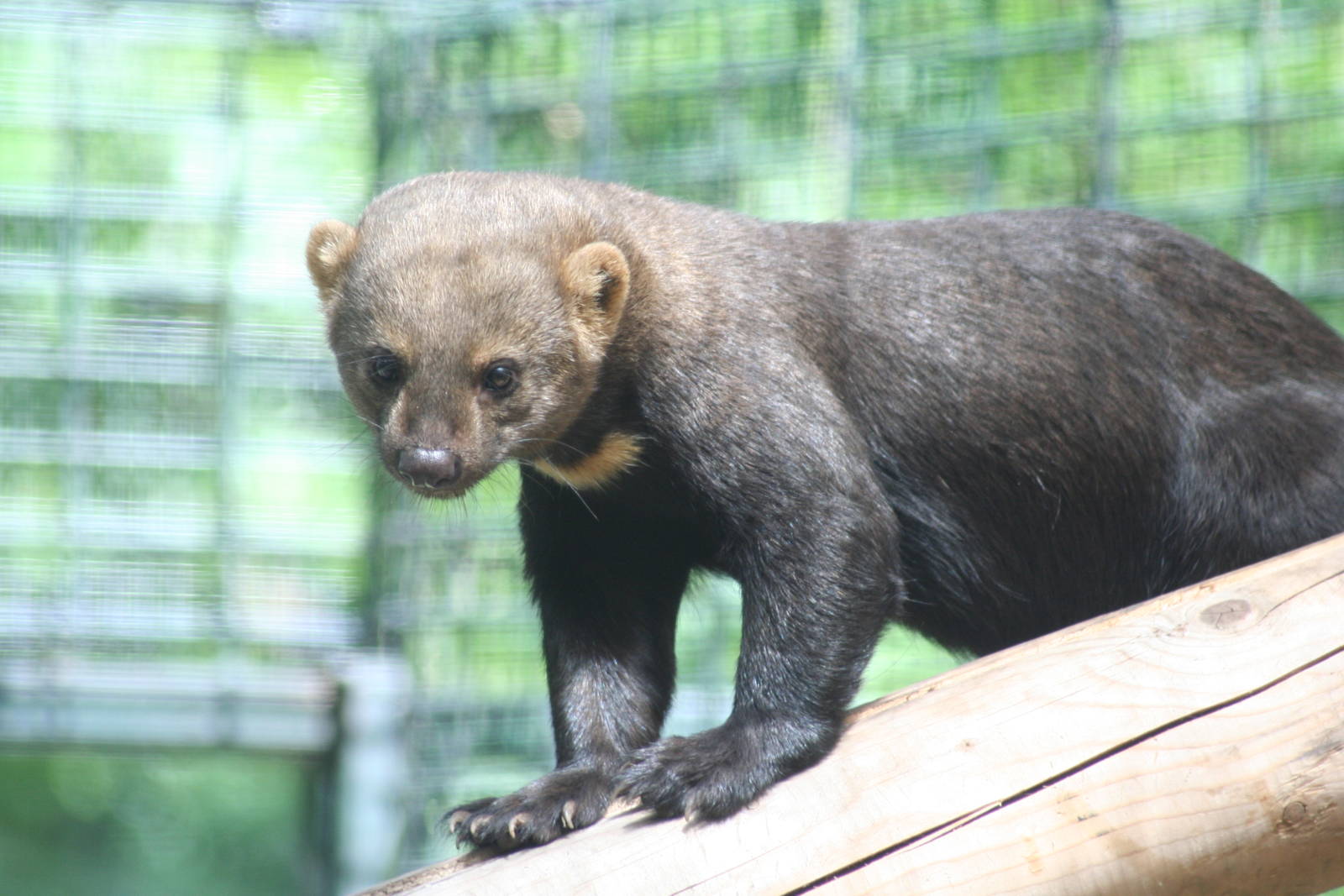 Tayra  - Berlin July 08