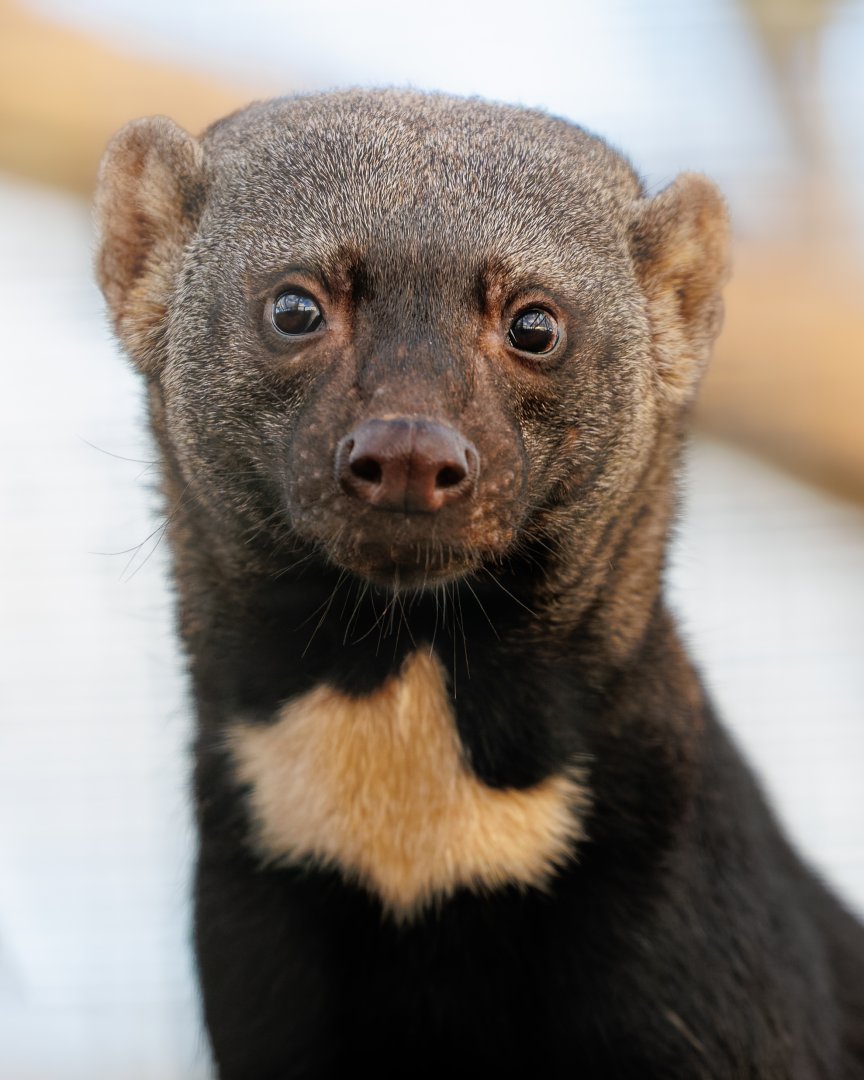 Tayra close-up / Hamerton