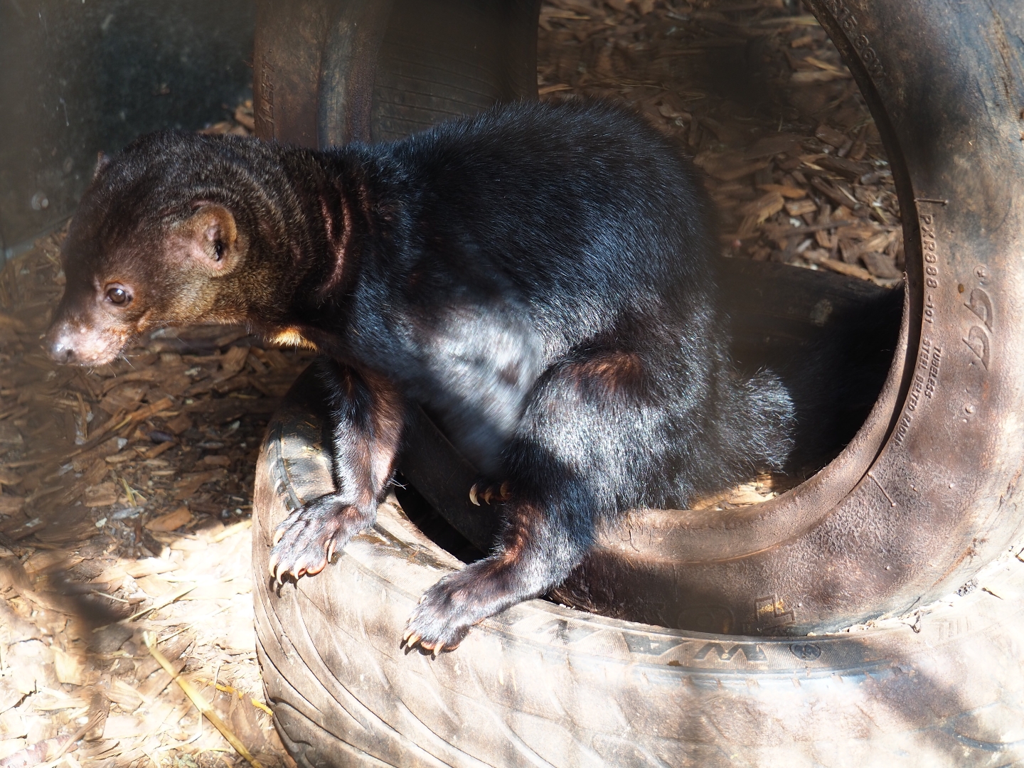 Tayra (Eira barbara), 2019-04-06