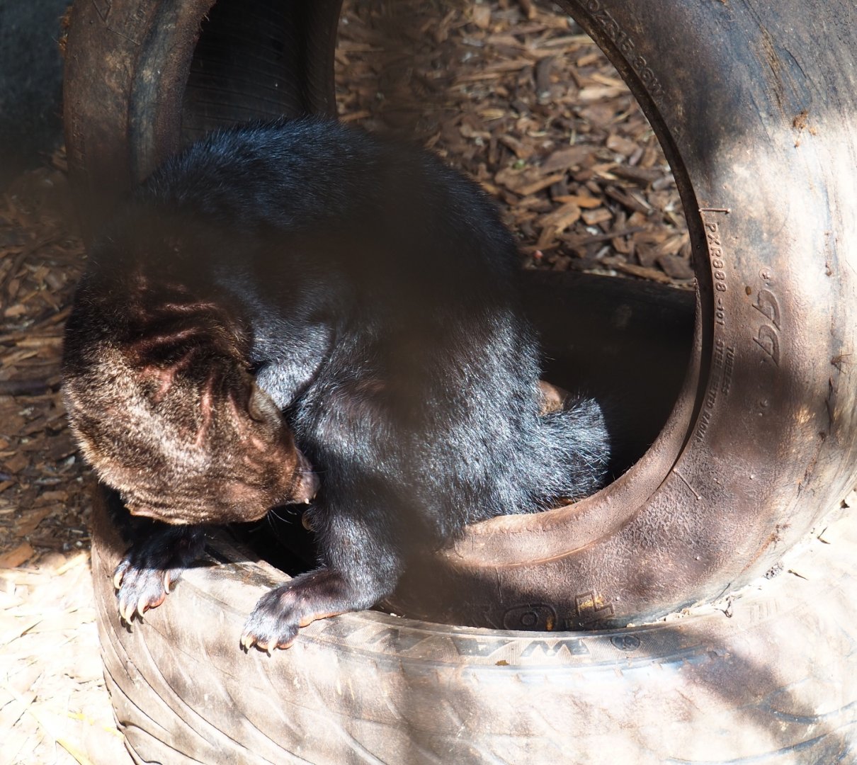 Tayra (Eira barbara), 2019-04-06