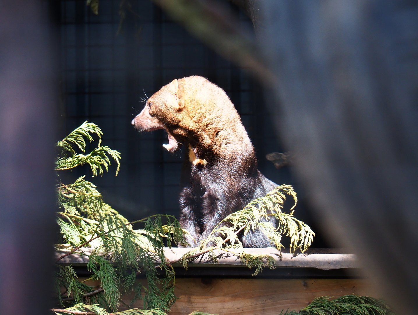 Tayra (Eira barbara), 2019-06-01