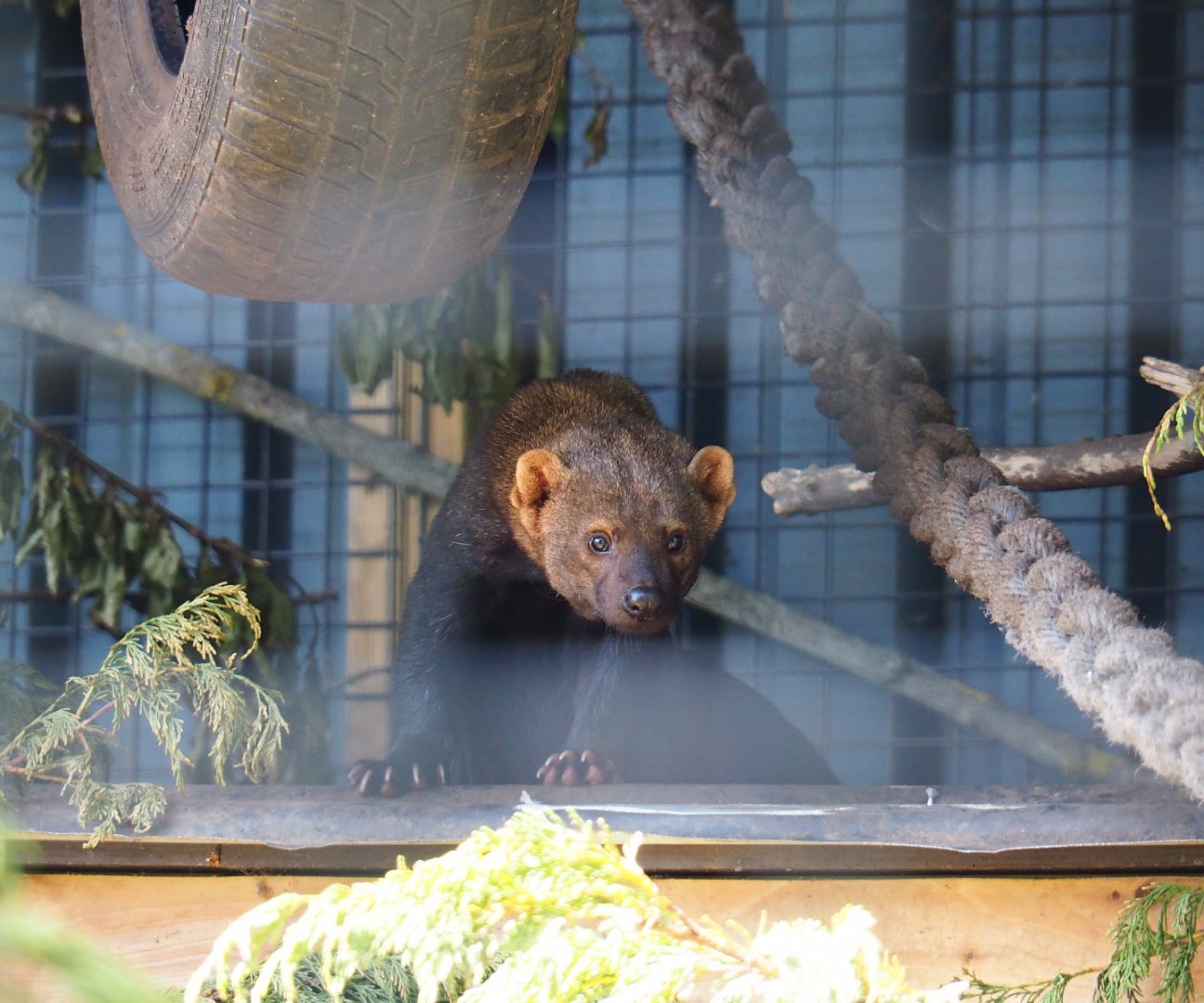 Tayra (Eira barbara), 2019-06-01
