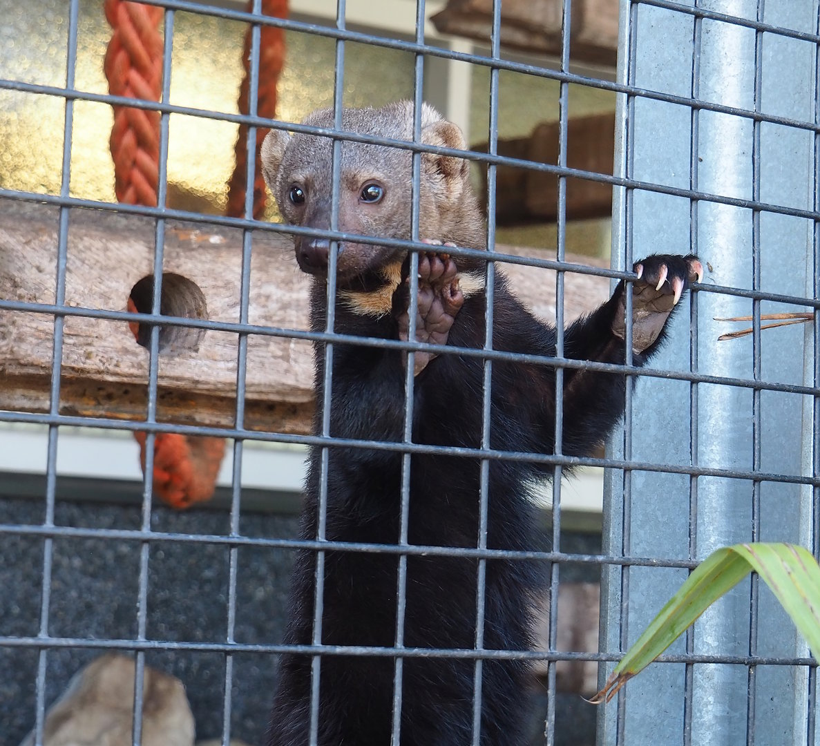Tayra (Eira barbara), 2023-05-31