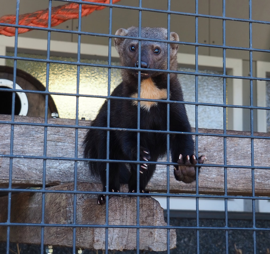 Tayra (Eira barbara), 2023-05-31