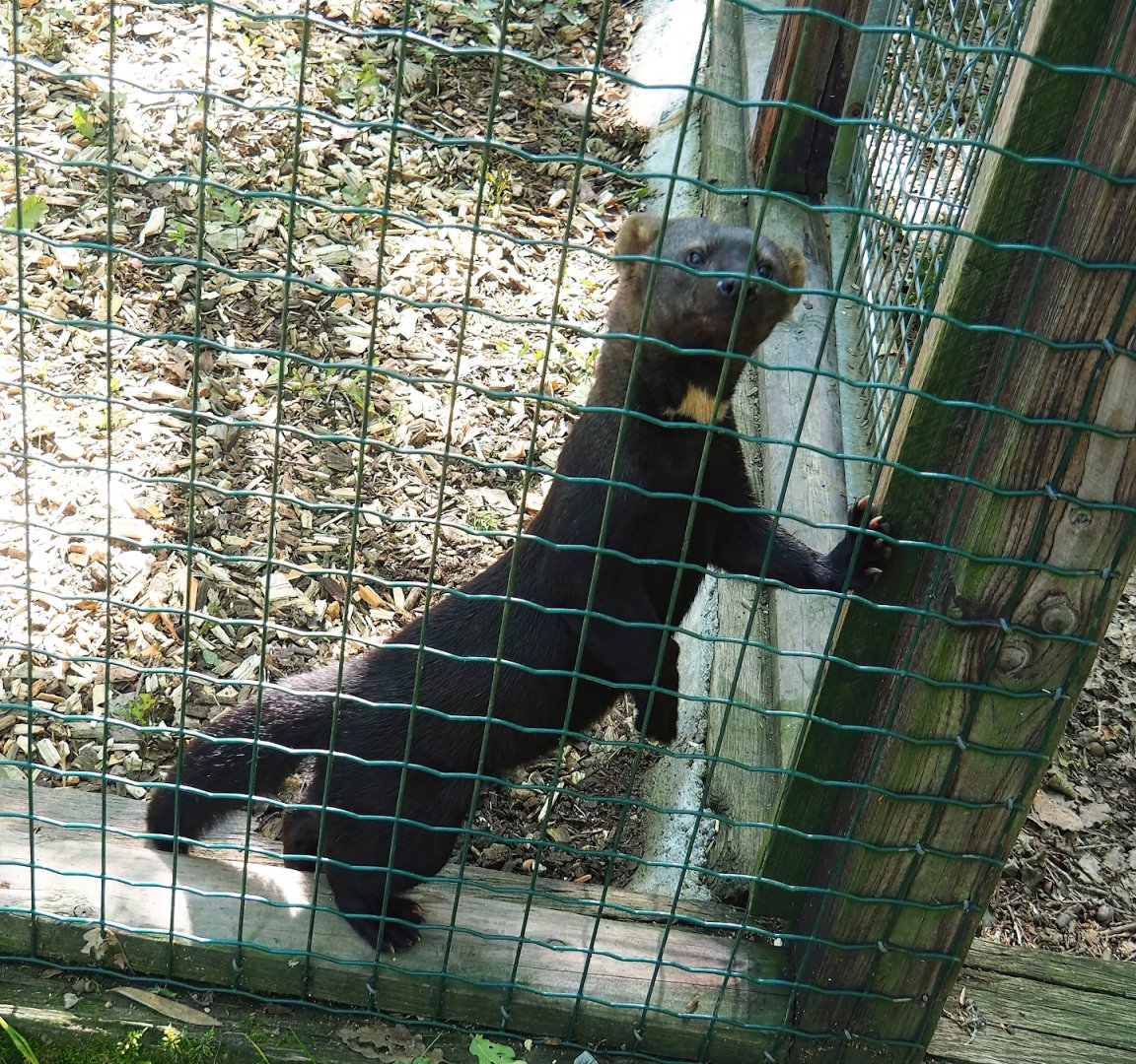 Tayra (Eira barbara), 2023-06-24