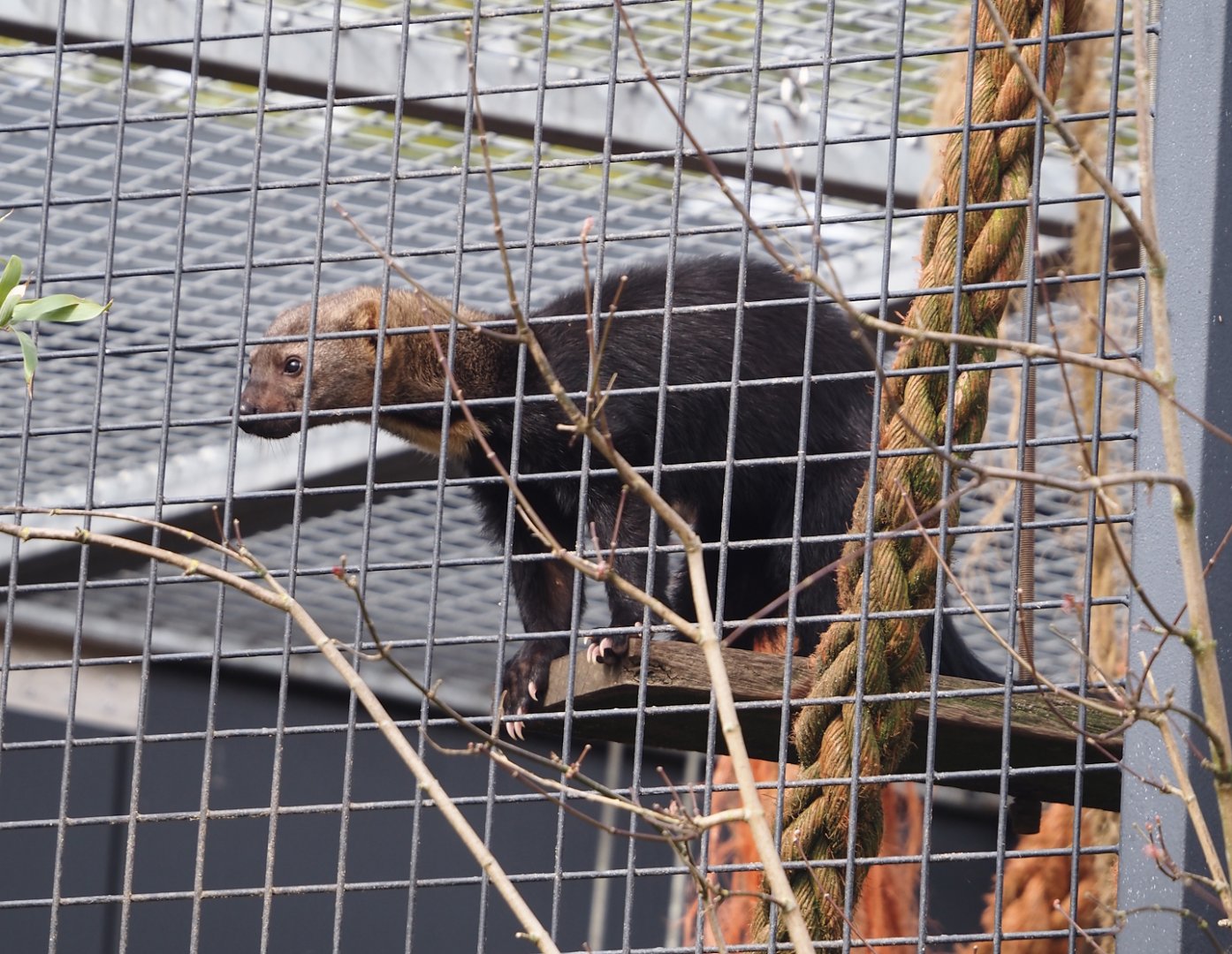 Tayra (Eira barbara), 2024-04-14