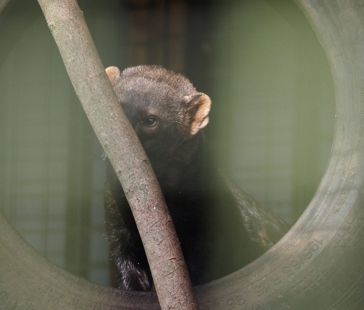 Tayra (Eira barbara), 2024-05-11