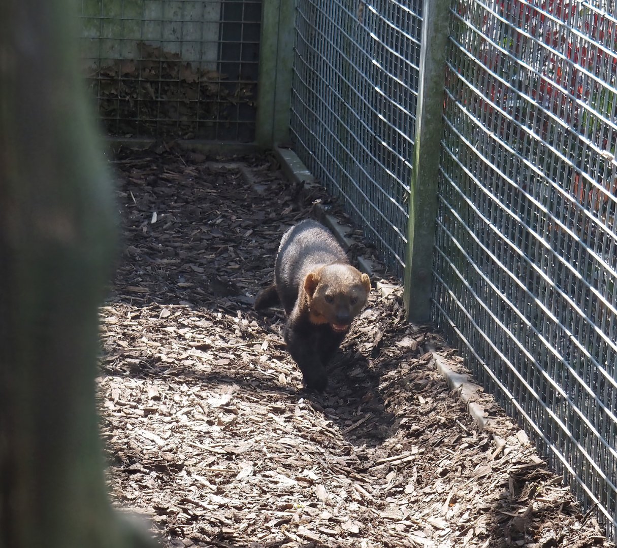 Tayra (Eira barbara), 2025-04-12