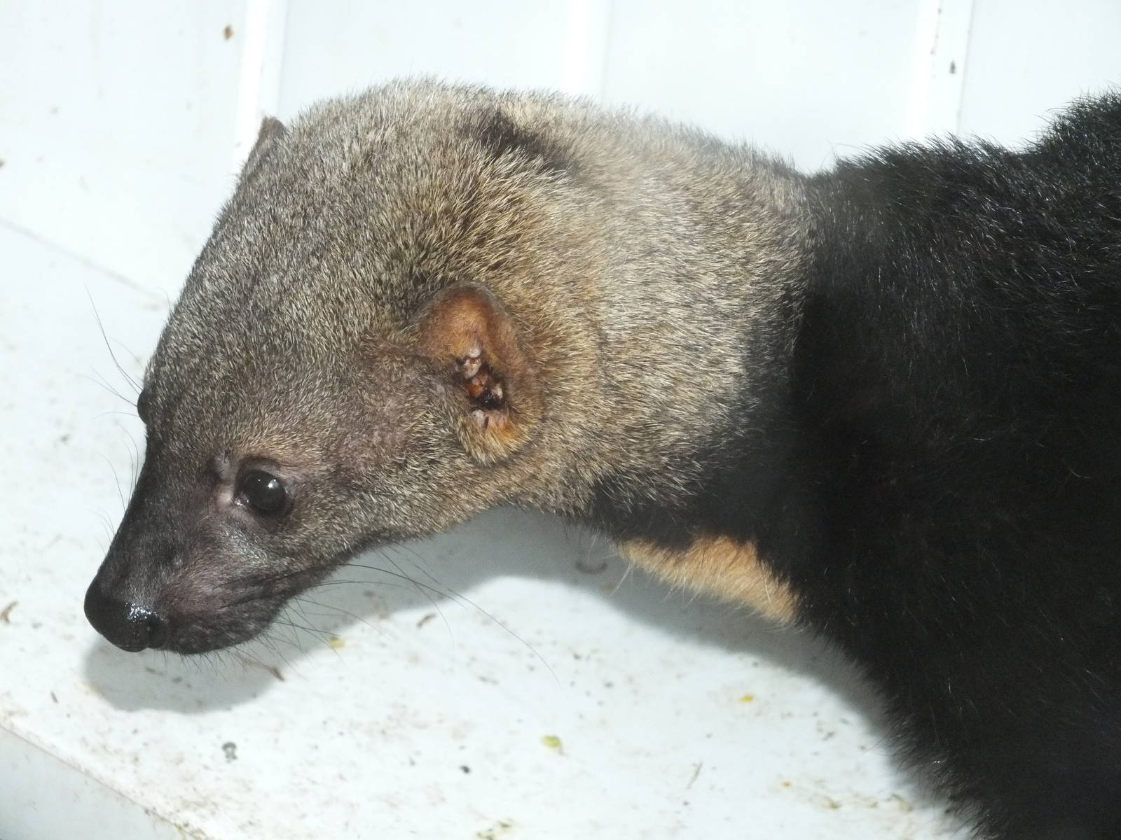 Tayra (Eira barbara) at Exmoor Zoo - January 28th 2013