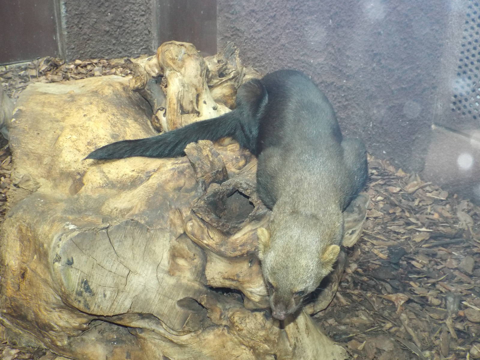 Tayra (Eira barbara) at Zoo Berlin - 6th April 2014