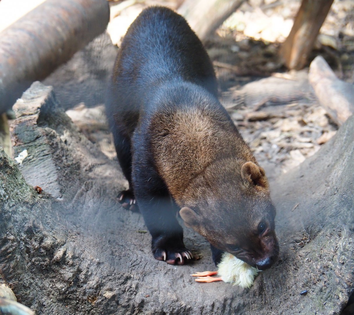 Tayra (Eira barbara) consuming one-day chick, 2019-06-01