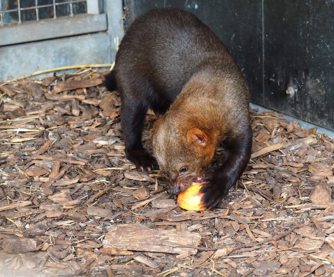 Tayra (Eira barbara) eating apple, 2019-04-06