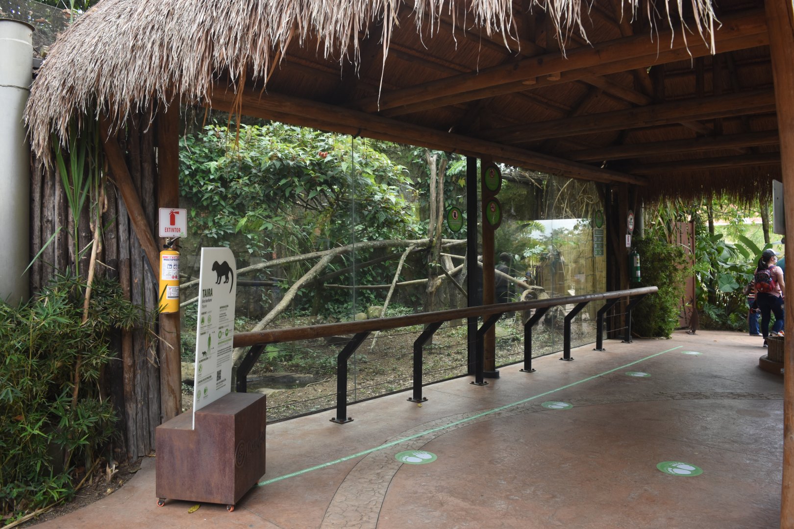 Tayra (Eira barbara) exhibit