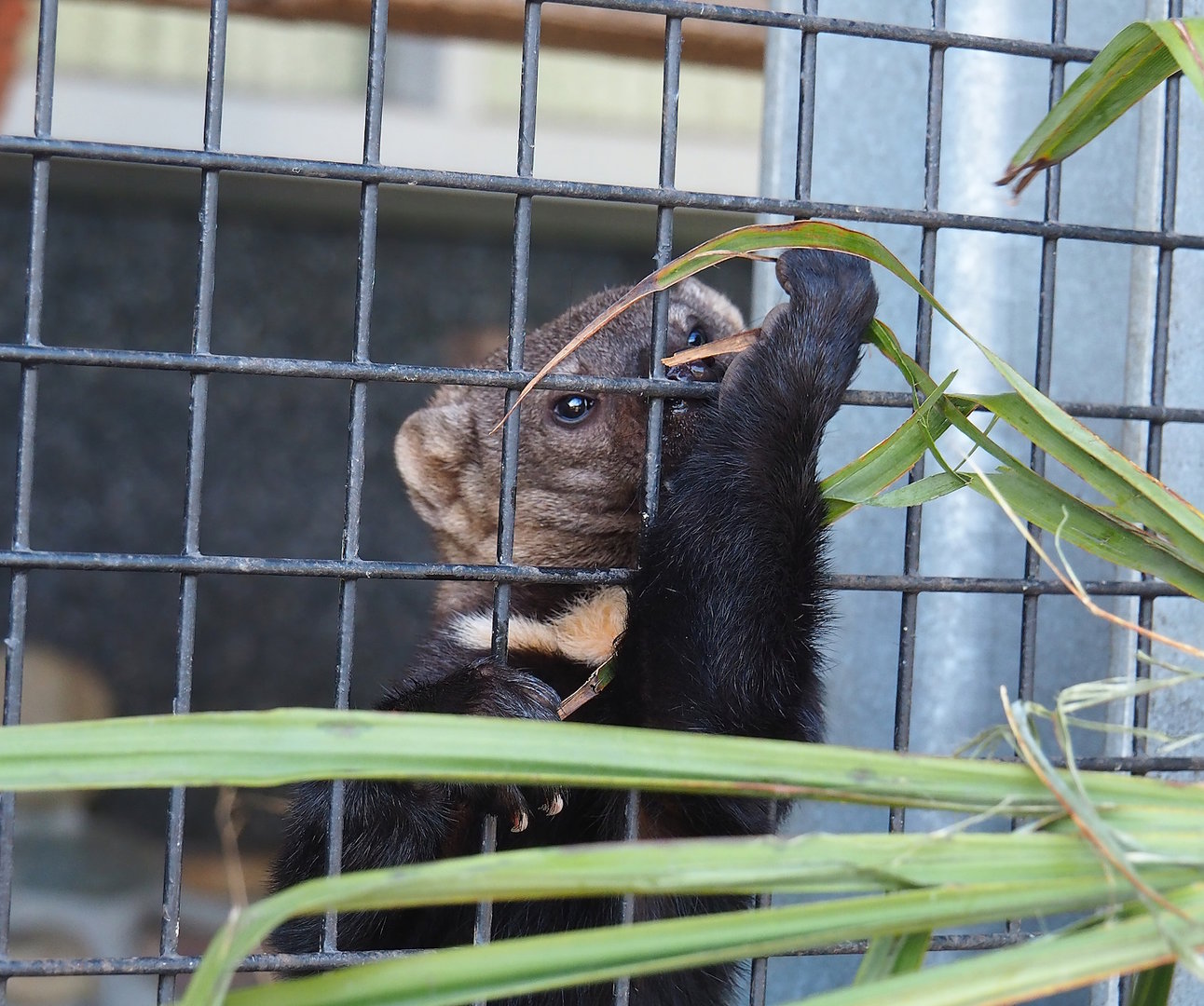Tayra (Eira barbara) going after a palm next to its exhibit, 2023-05-31
