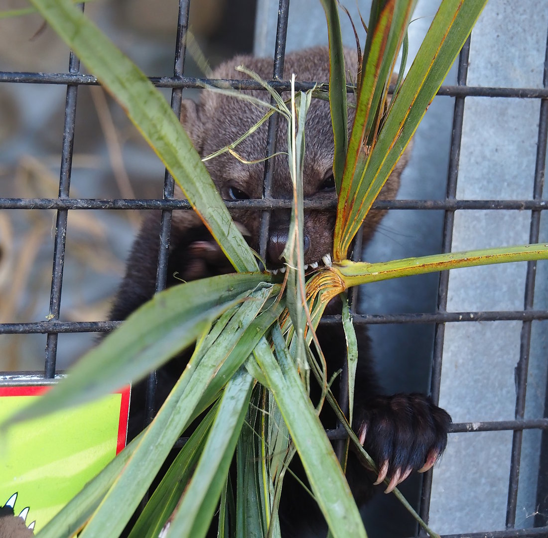Tayra (Eira barbara) going after a palm next to its exhibit, 2023-05-31