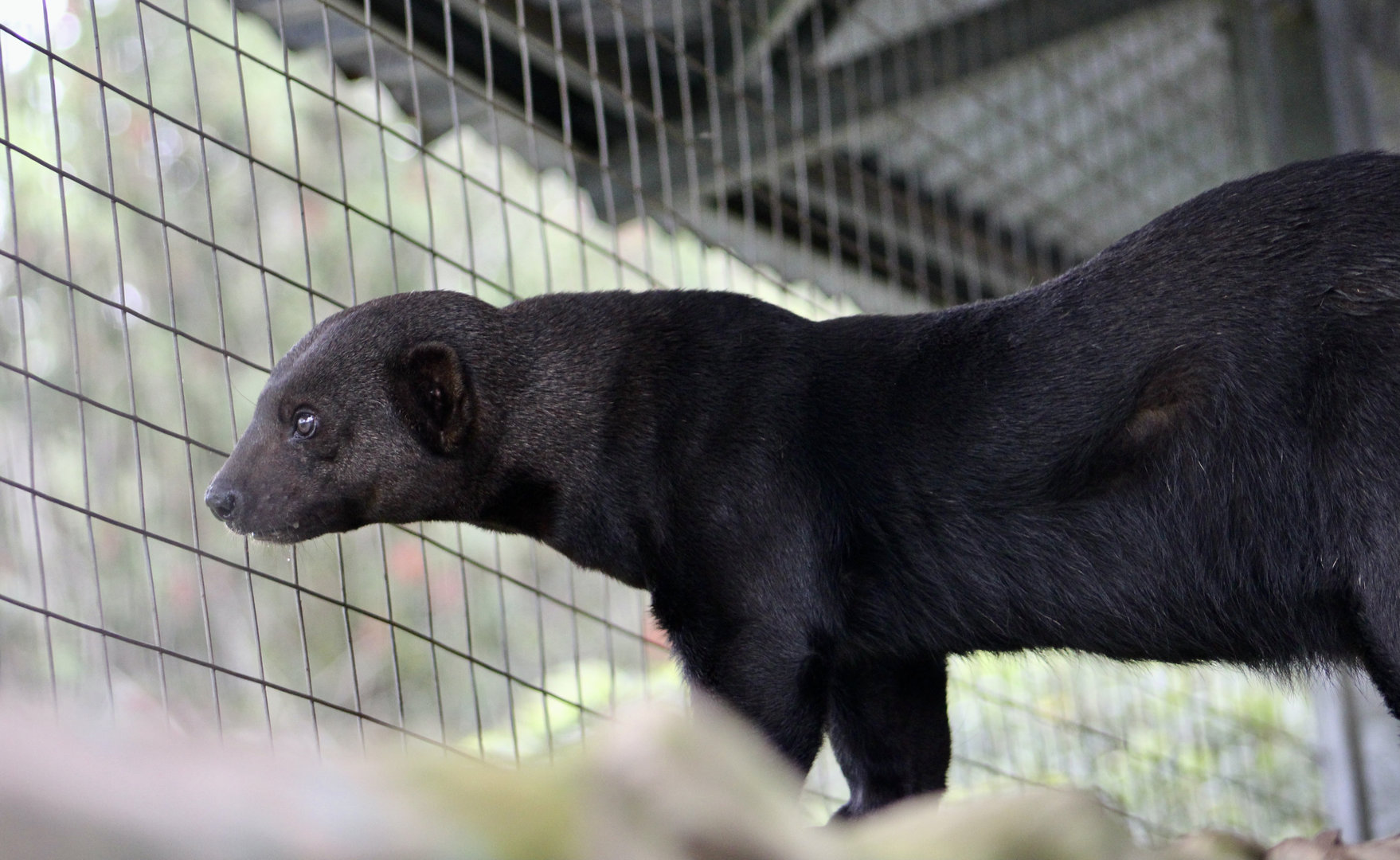 Tayra (Eira barbara inserta)